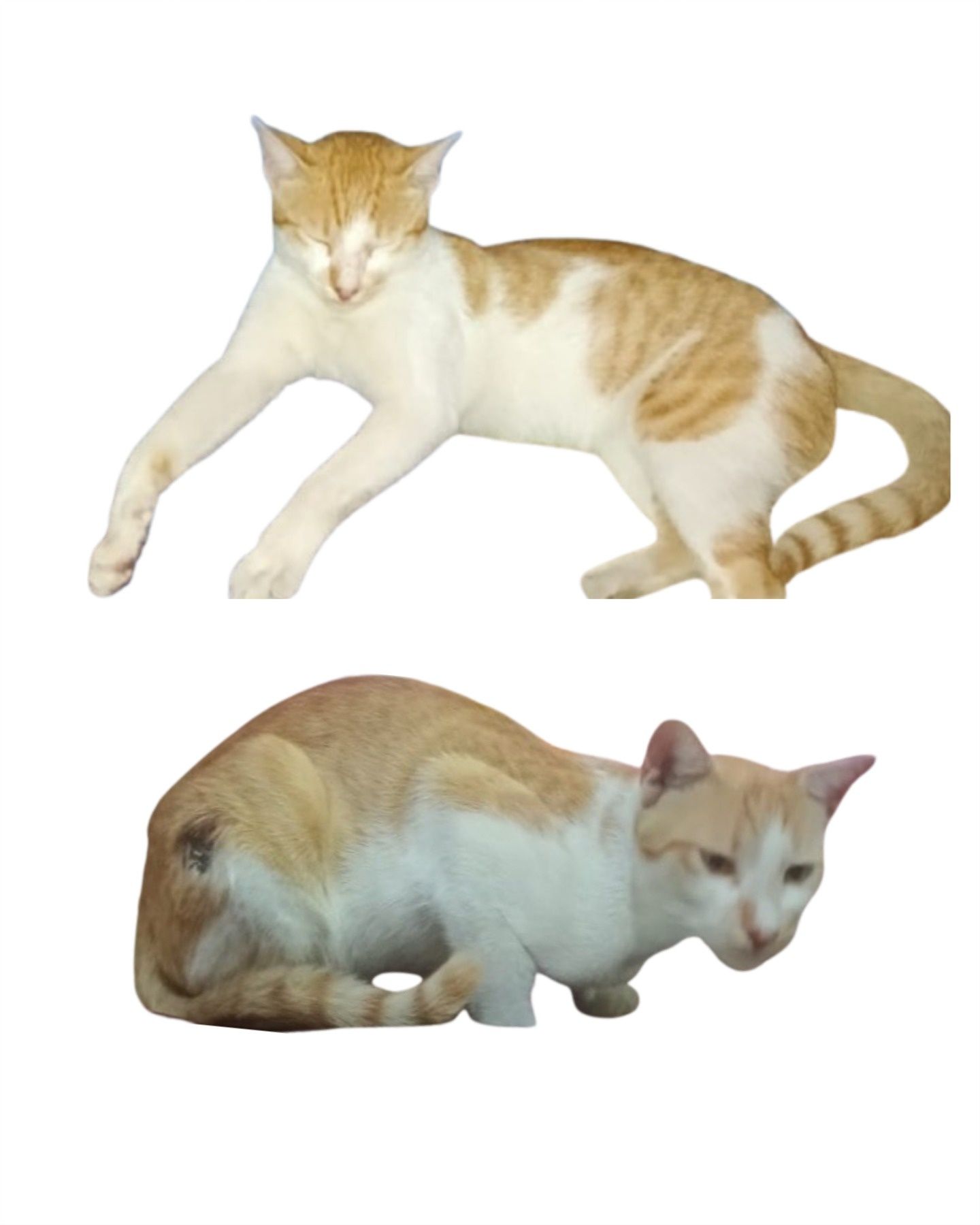 Ammu - Kuruchi - Madukkarai - Nachipalayam - Kannamanaickenur Road, Coimbatore