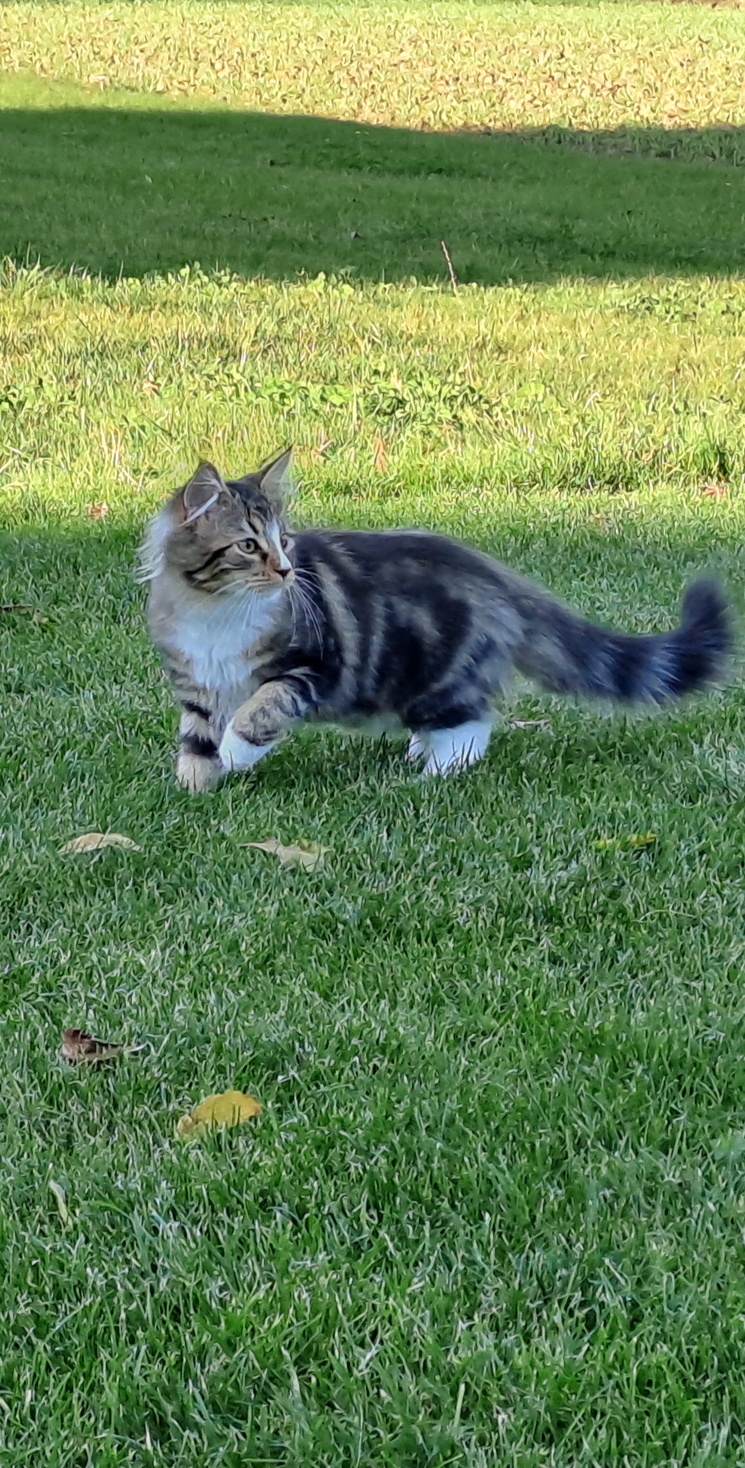 Cacahuète - Rue de la Maison du Bois 57, Jodoigne