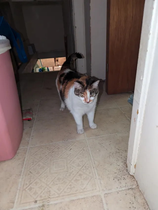 Fiona - Union Street, Stevens Point