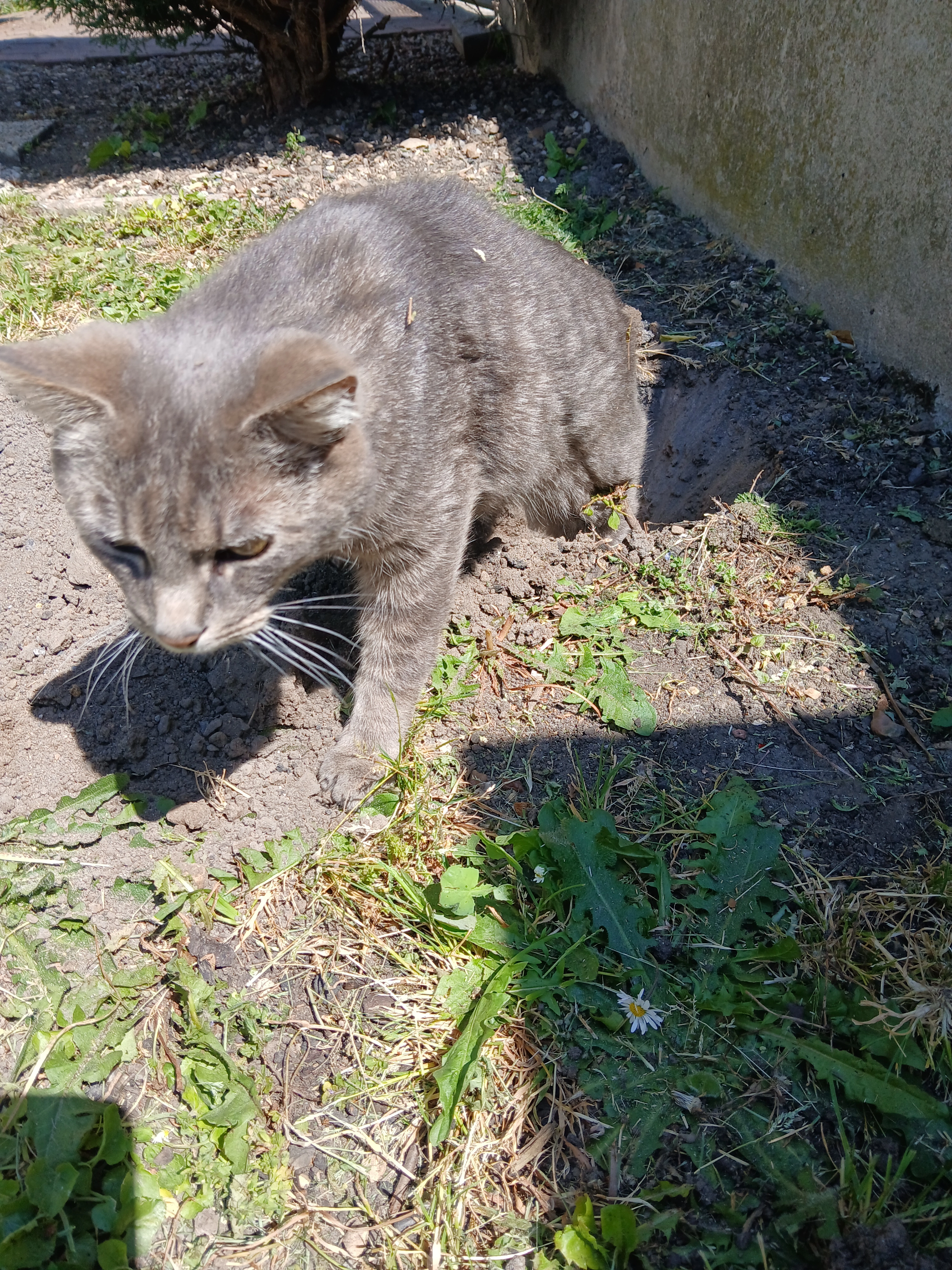 Cookie - 21 Rue Millet, Évreux