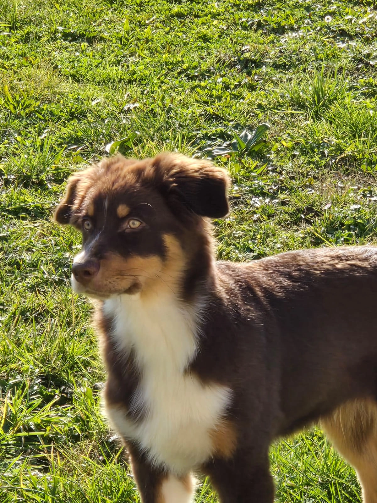 Venom - Vieille Route De Saint-Pée, Saint-Jean-de-Luz