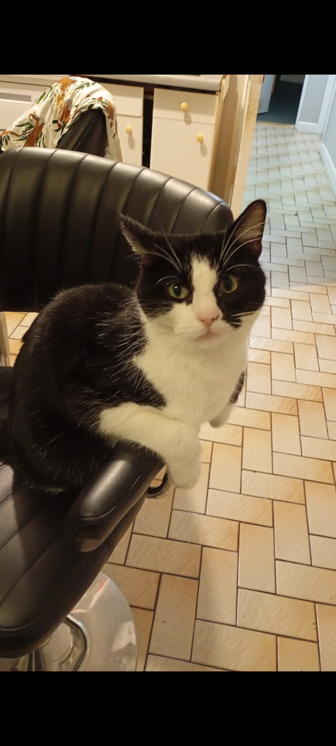 Theo - Delgany Park, Greystones