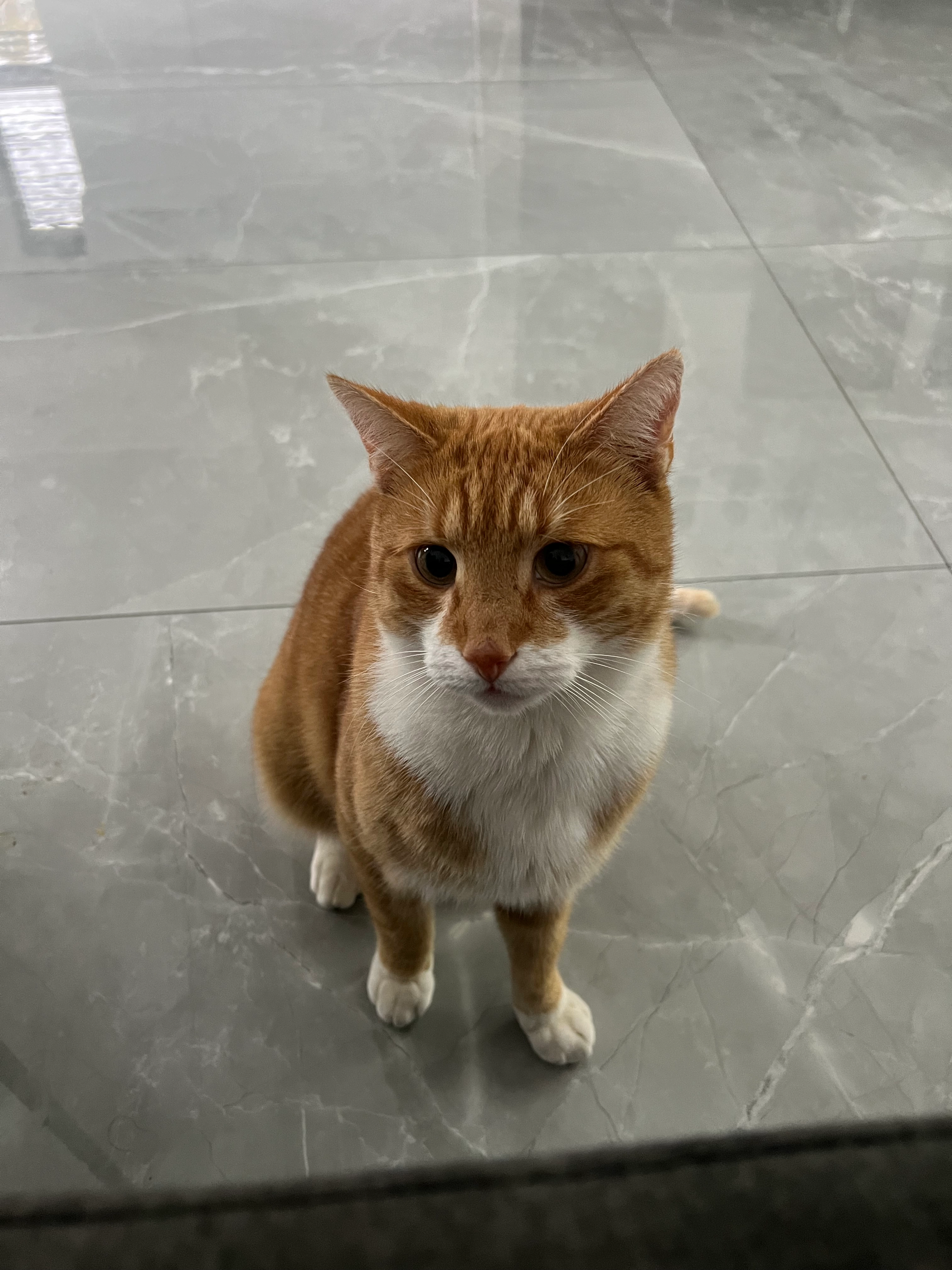 Ates - 7576, Oldenzaal