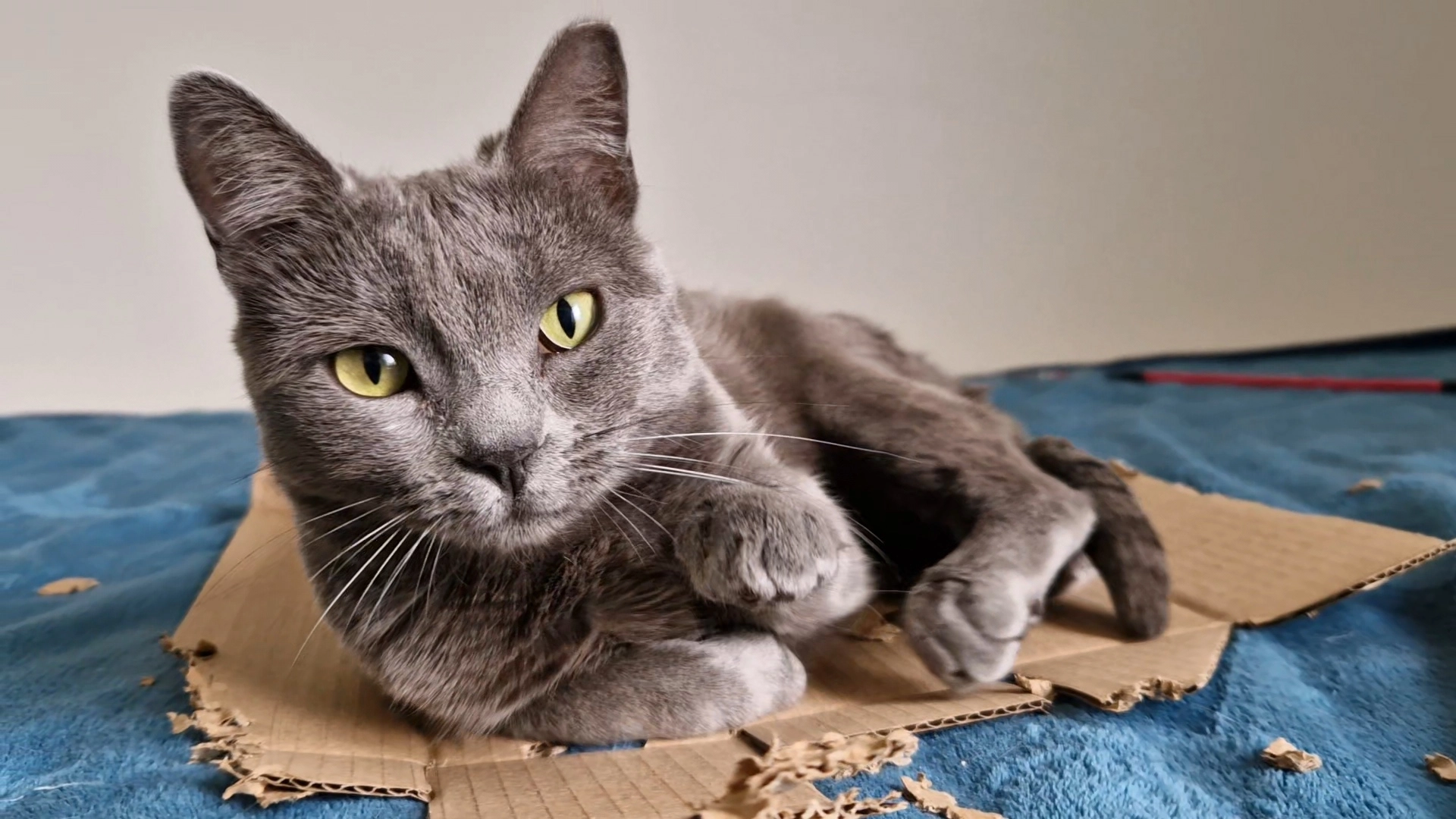 Tipsi - Selkämerenkatu 12, Helsinki