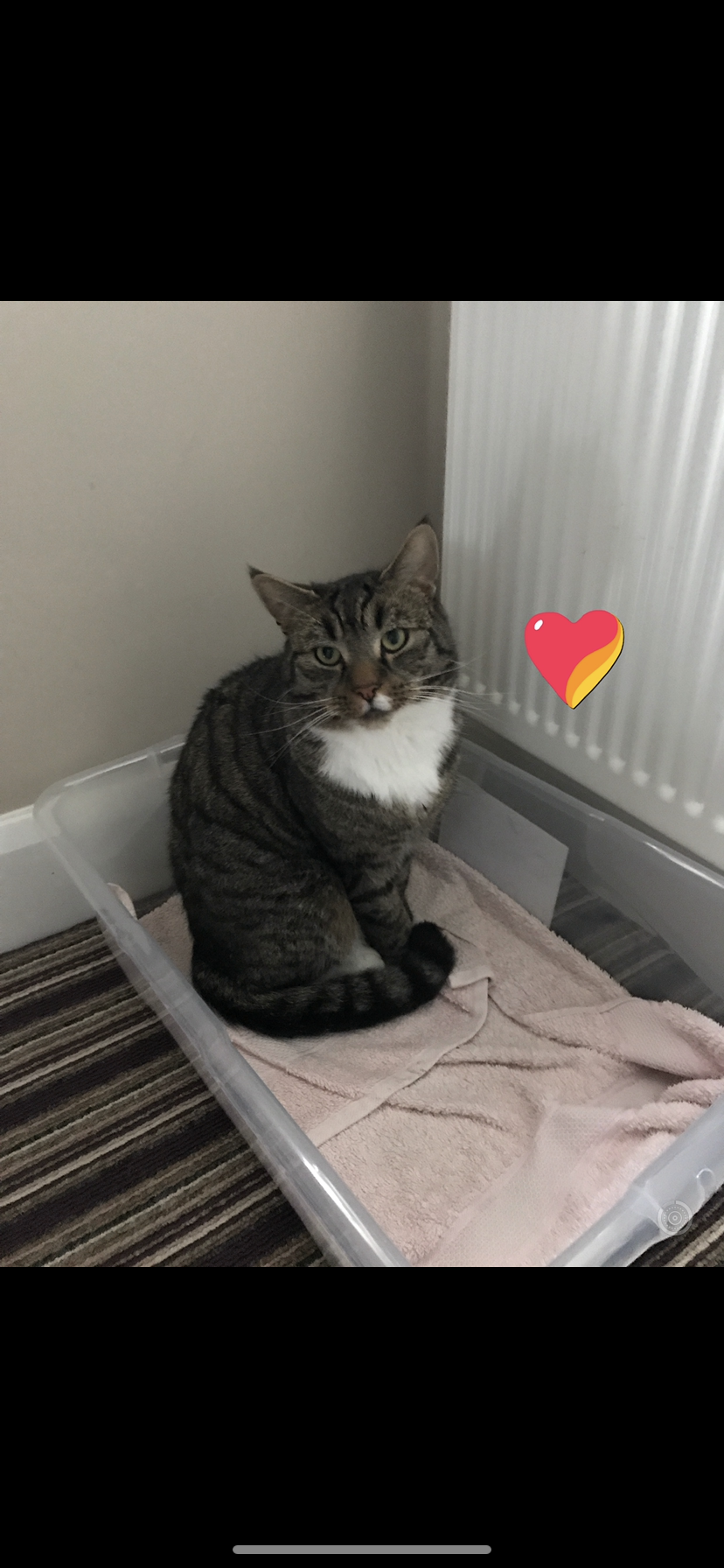 Lynx - Carlinn Hall, Dundalk