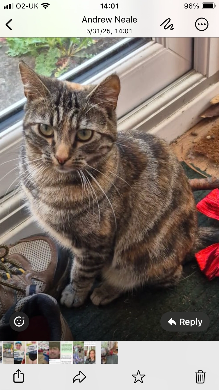 Toffee - NE25 8, Whitley Bay