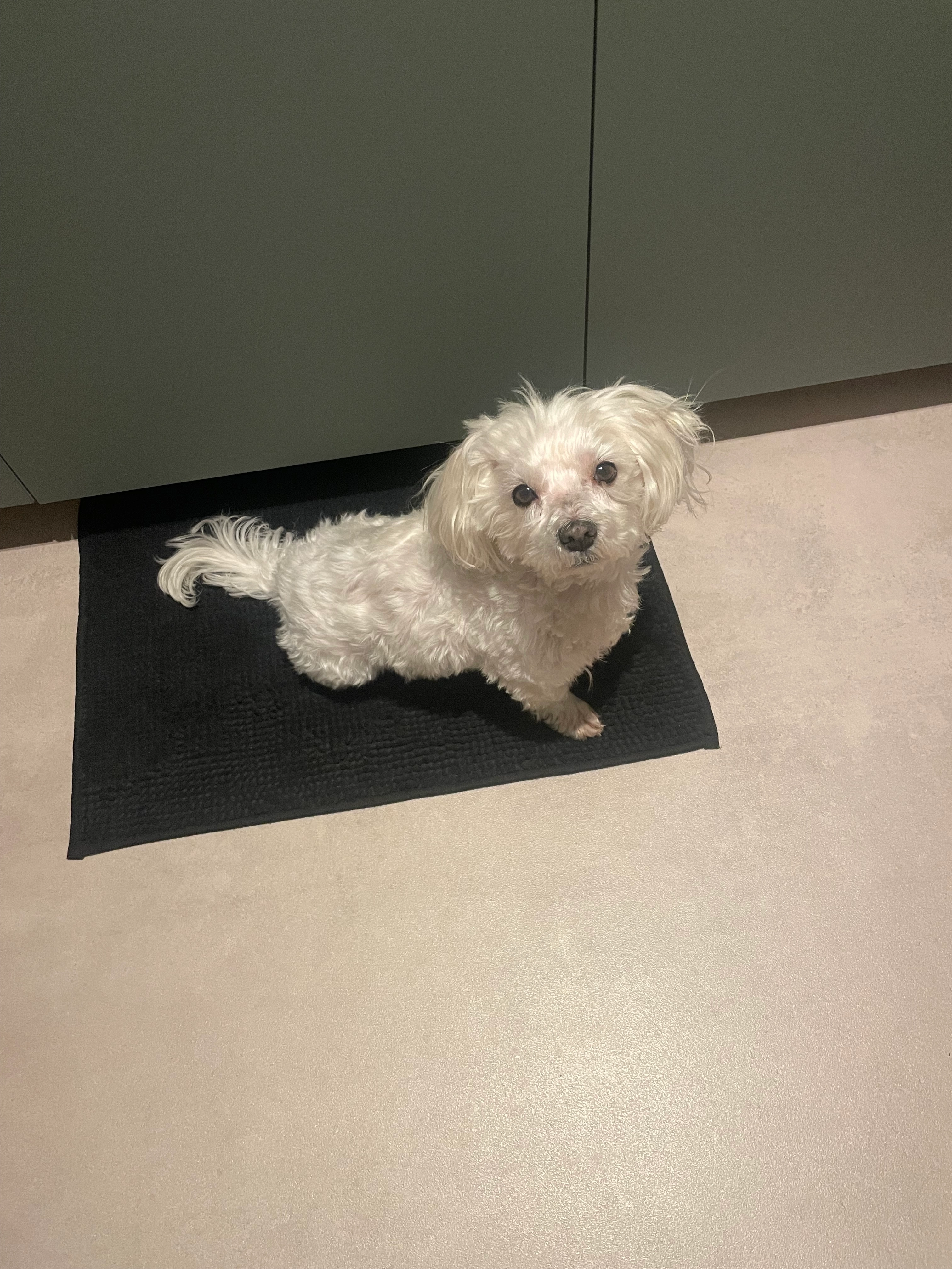 Zadig  - Rue Roger Salengro, Angres