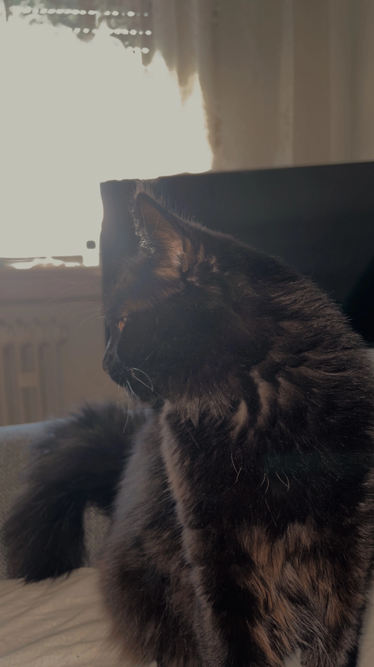 Bonnie - Martin-Schmitt-Straße, Haßmersheim