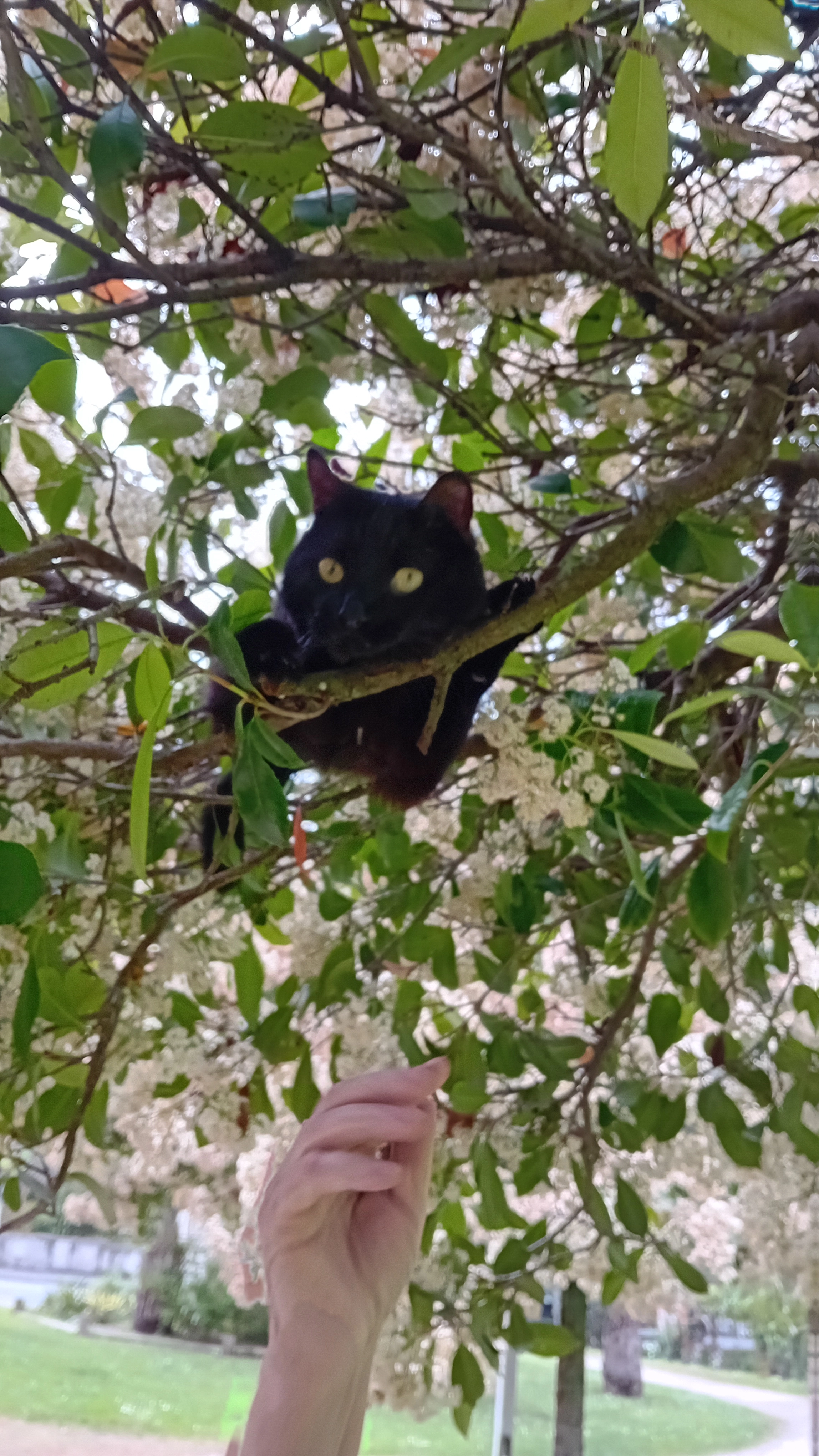 Pupuce  - Rue Paul Langevin, Tarbes