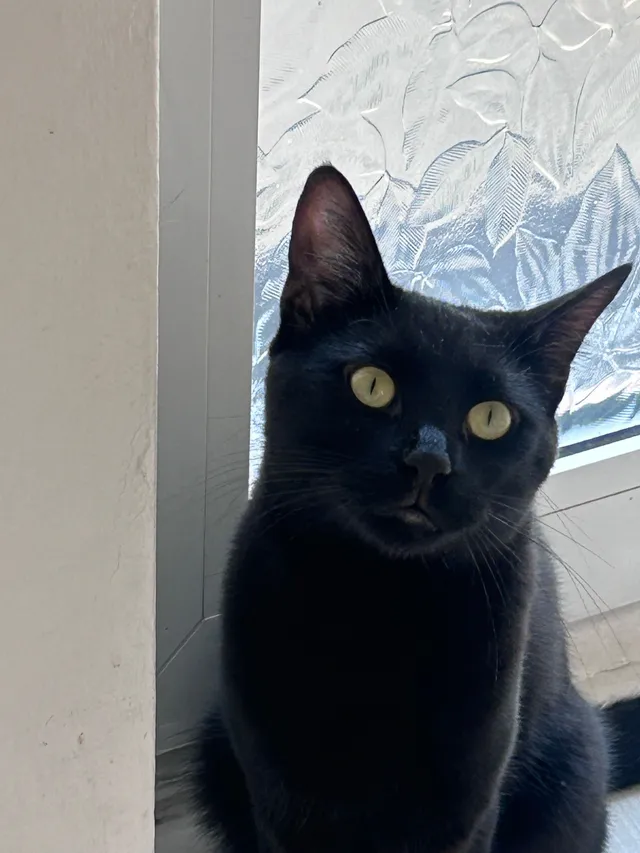 bodhi  - Magnolia Close, Bedford