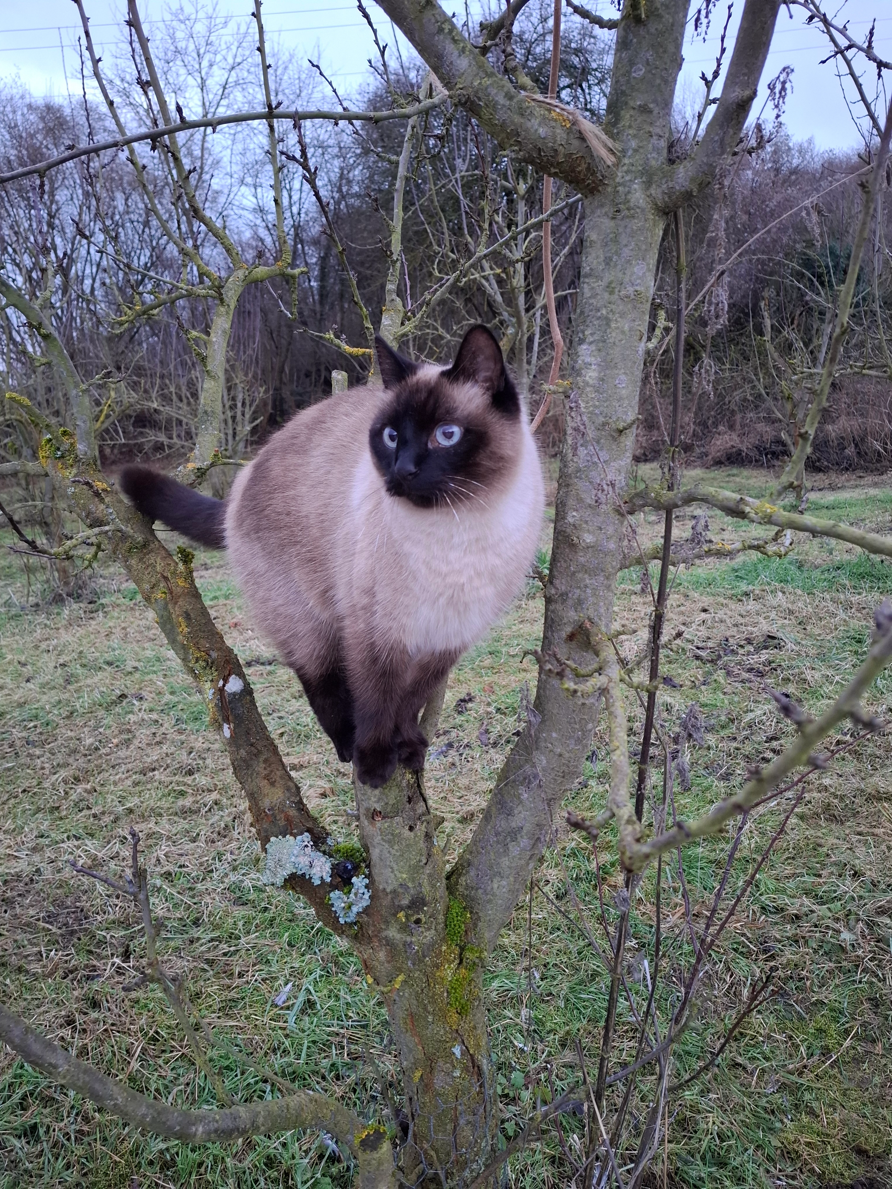 Gandalf  - Weißenthurmer Straße, Kettig