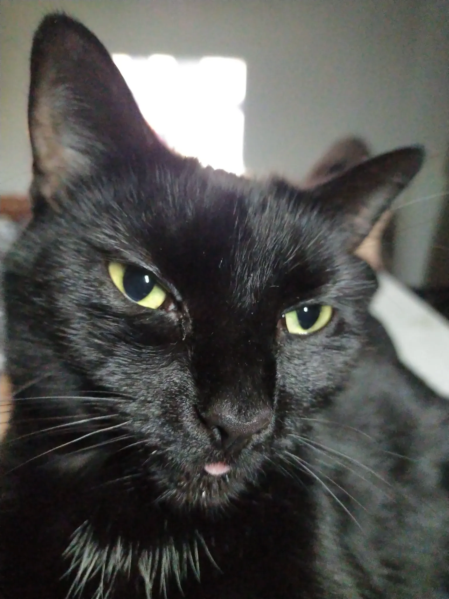 Edeyta she is black cat - Edgar Street, Hereford