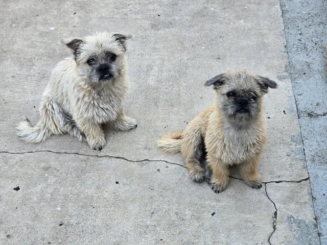 Osito and Chester - Carlos Avenue, Ontario