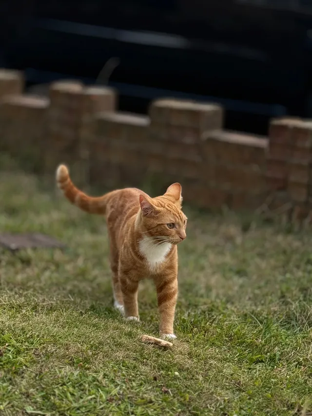 Ginger - Laburnham Close, Upminster