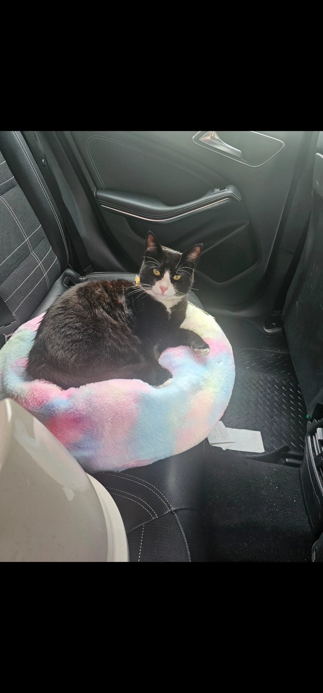 Felix - Clifton Drive, Thetford