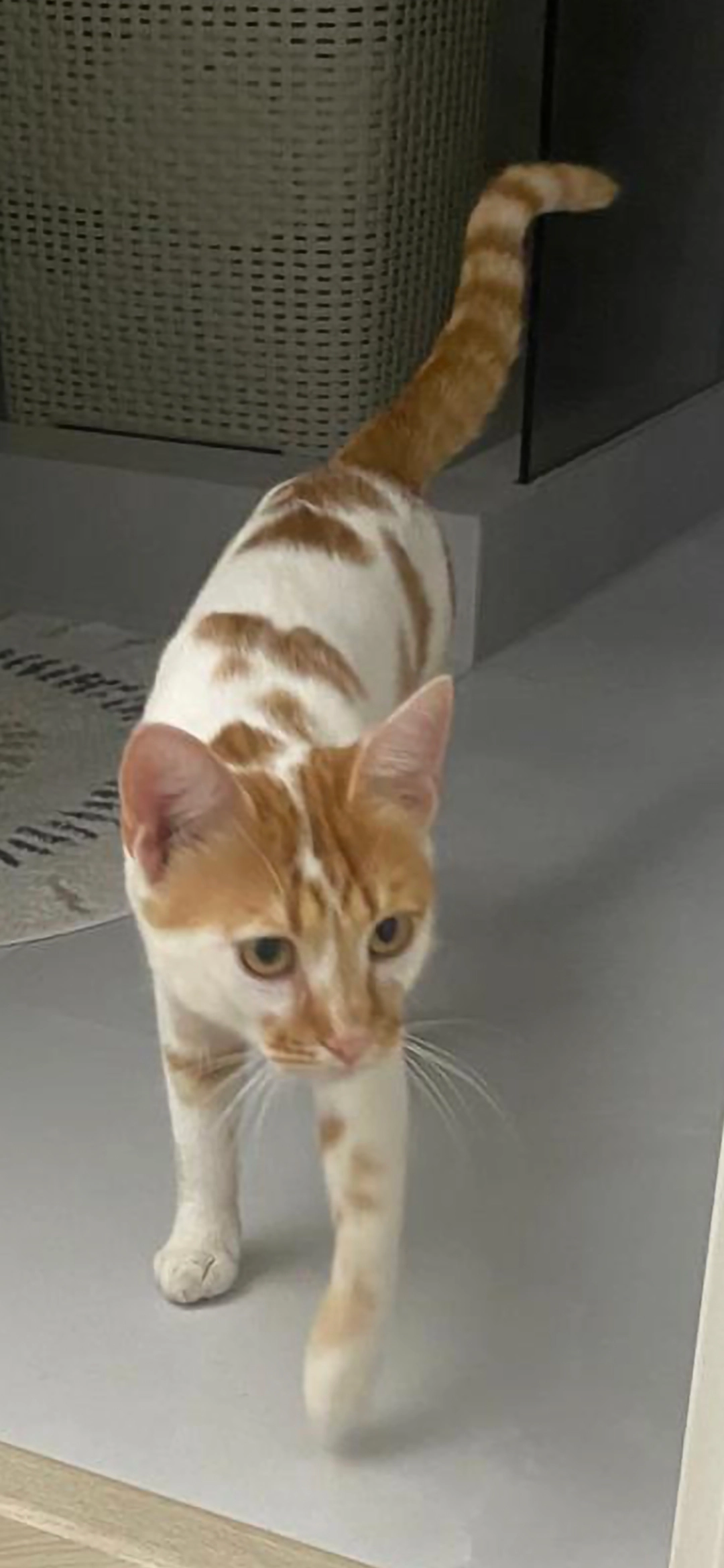 pistrui - Strada Câmpul Pipera, Voluntari