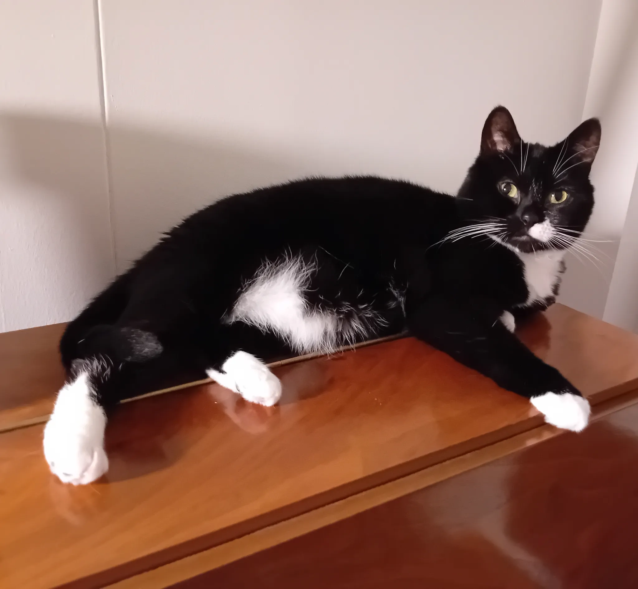 Gizmo - Edison Rise, Newark