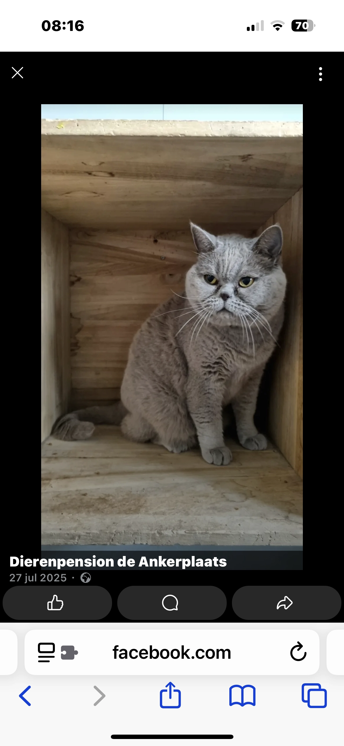 Flip  - Vijfvingerkruid, Berghem