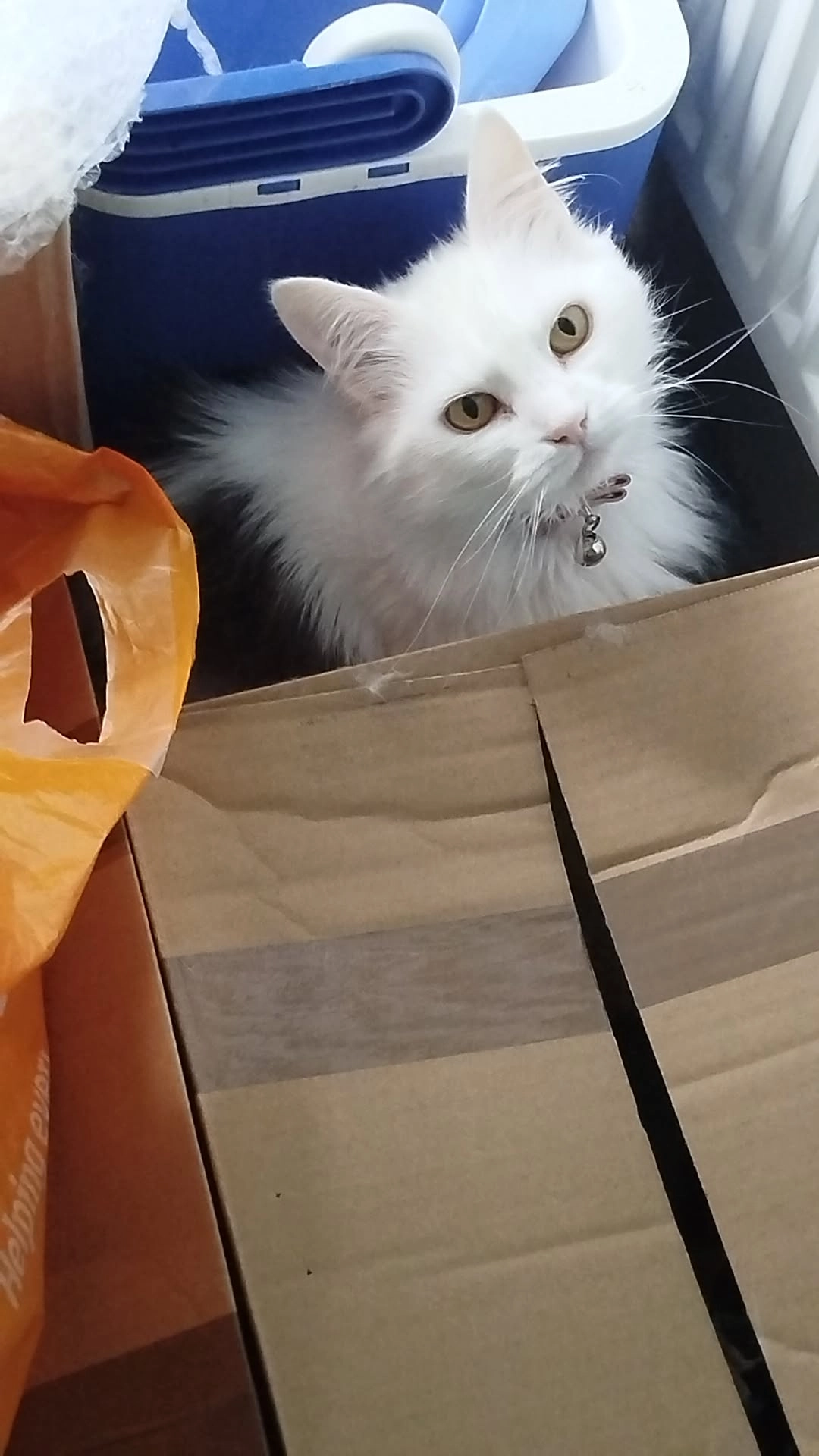 Luna - 90 Stafford Road, Cardiff