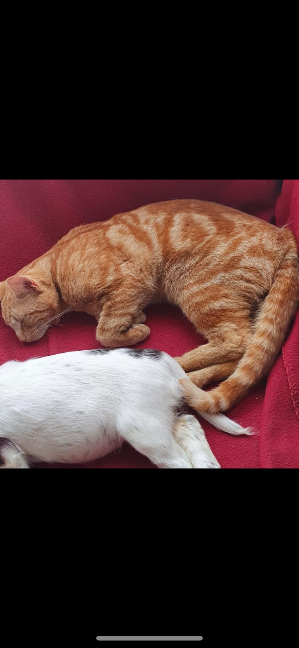 Tyson - 32 Crosslands Drive, Abingdon