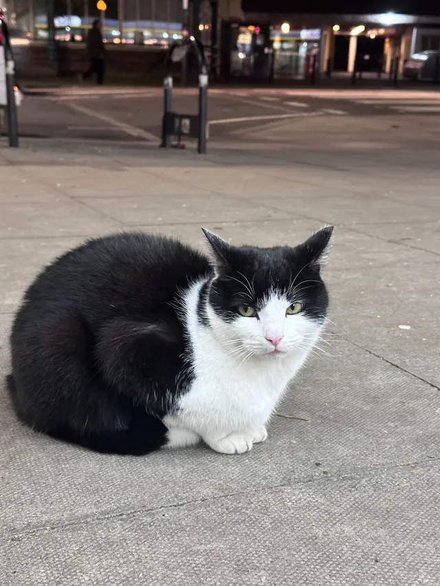 i saw a cat that looked like pet - St. John Street, London