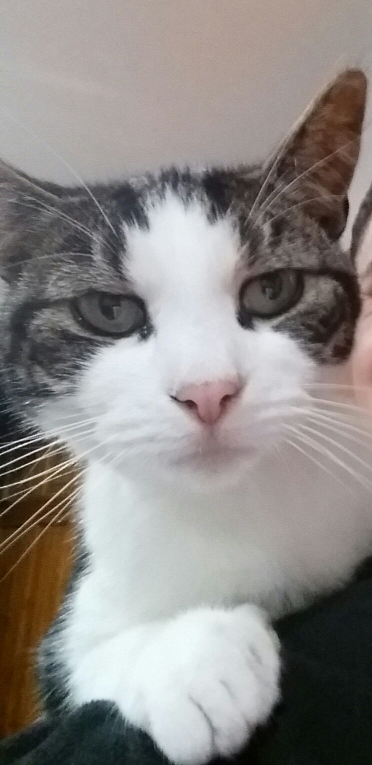 Tilly - Sherwood Way, Southampton