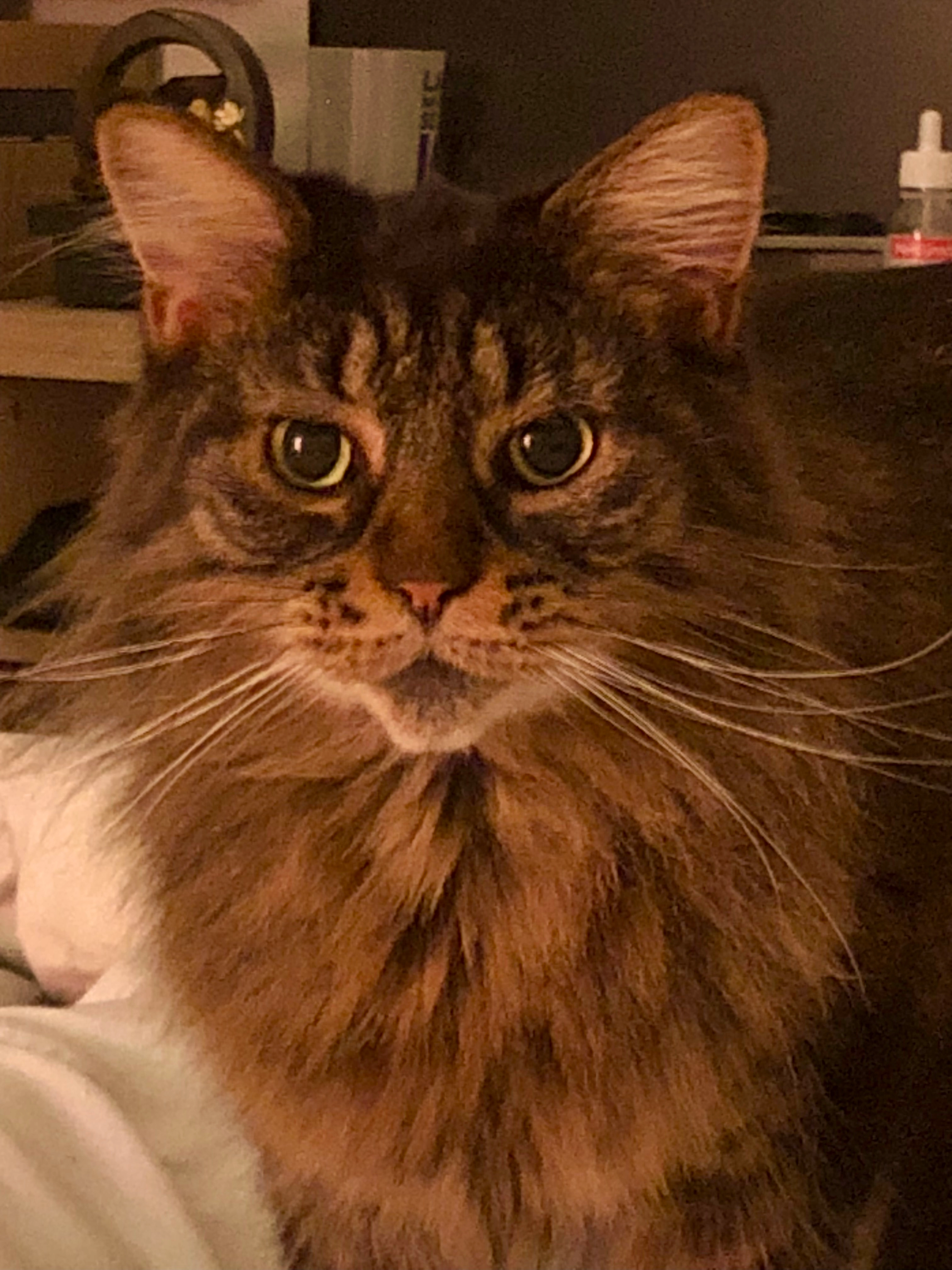 Plume - 2 Chemin de la Passio Vella, Perpignan