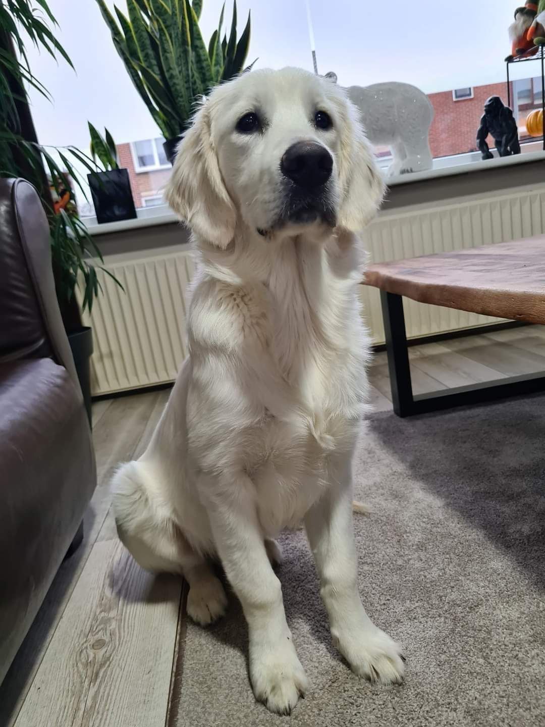 Stoffel - Feiko Clockstraat, Oude Pekela