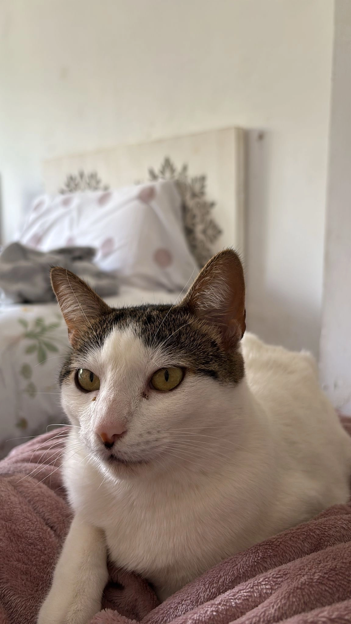 Lola  - Calle de Rosa Jardón, Madrid