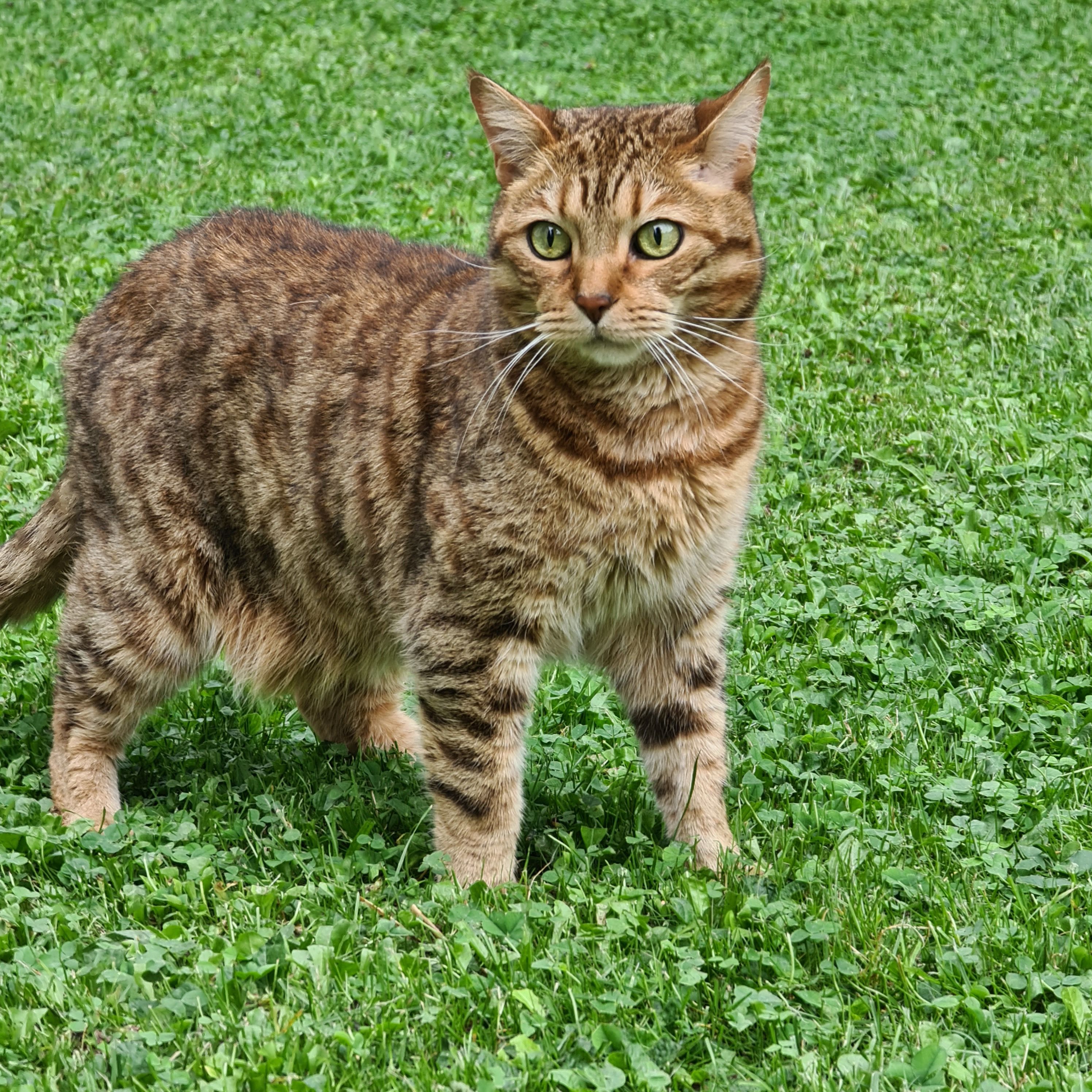 Afriti  - Landaustraße, Kassel