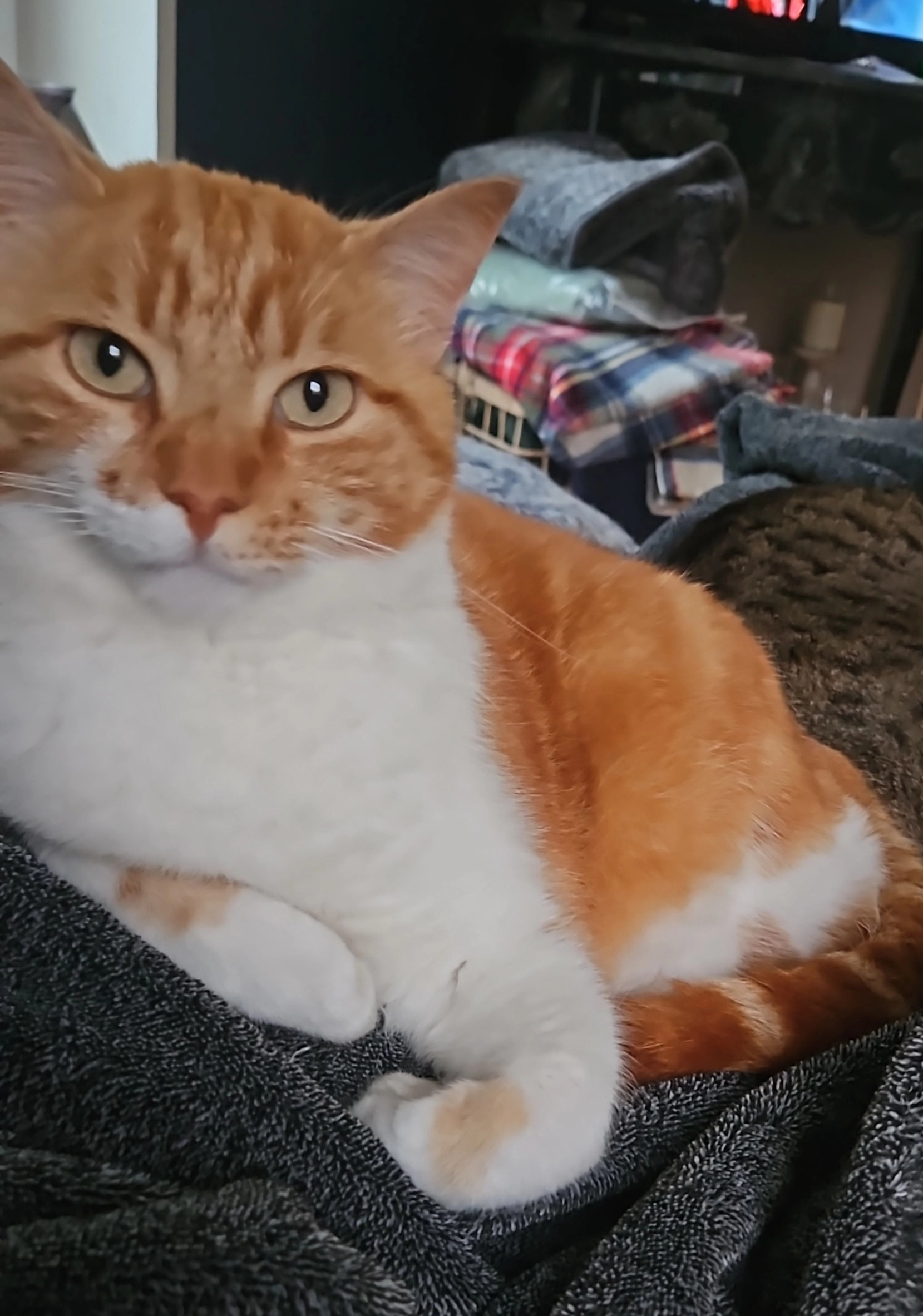 Moppel  - Dornsoder Straße, Hollnseth