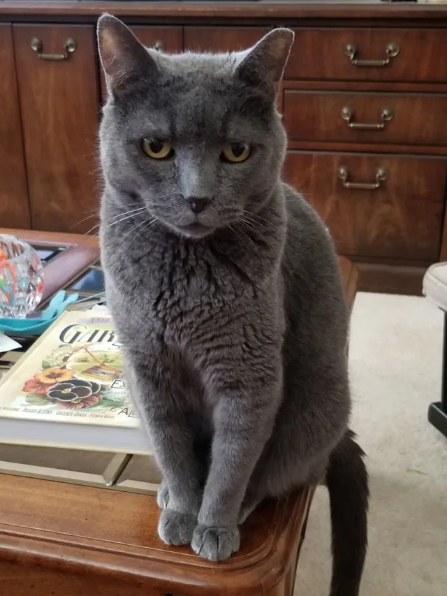 Bluey - Creekview Drive, Lewisville