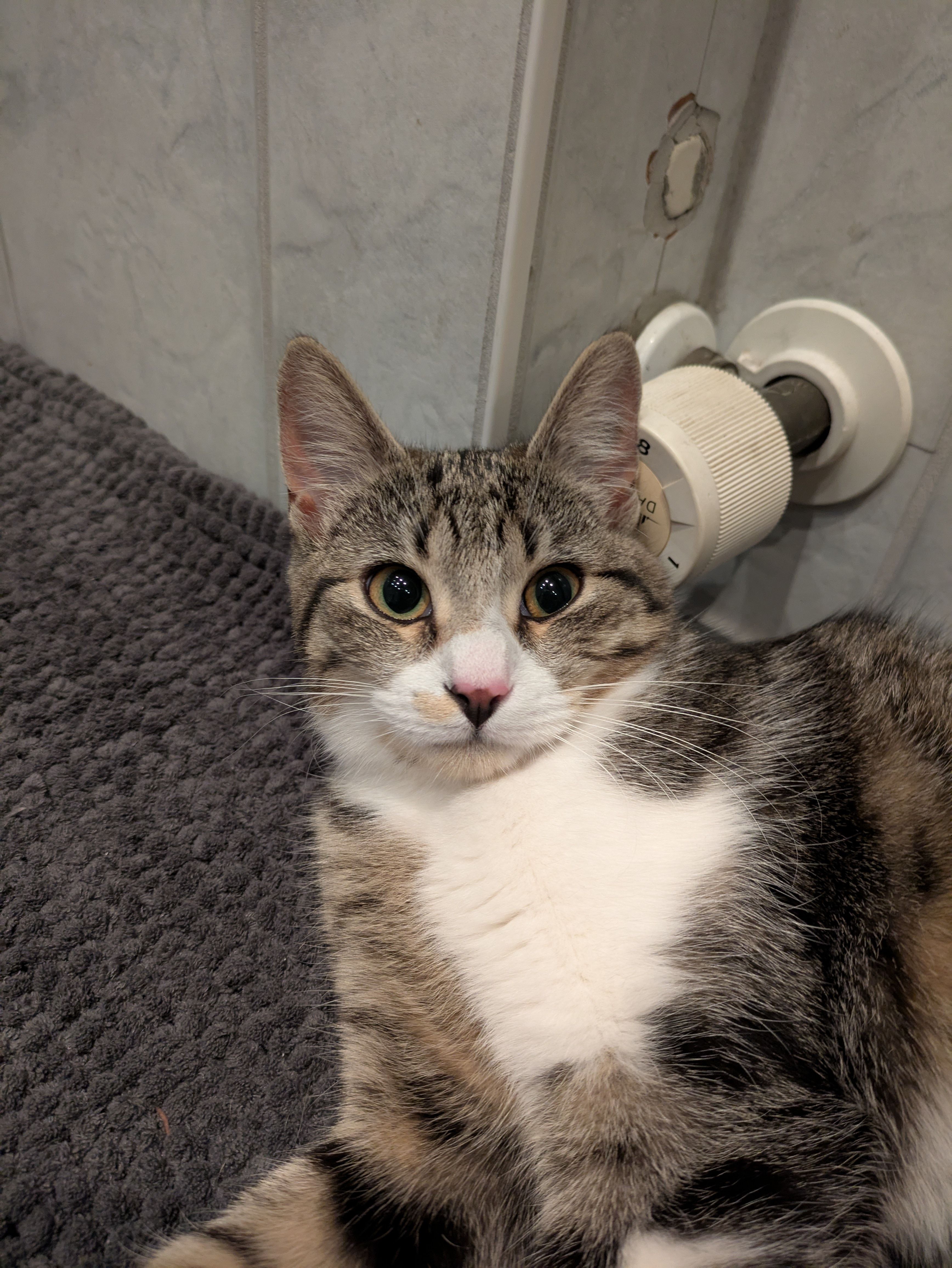 Speedy  - Königseggstraße, Blaichach