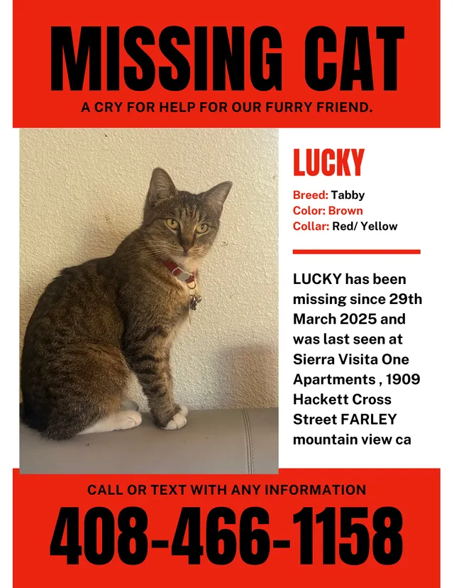 lucky - Hackett Avenue, Mountain View