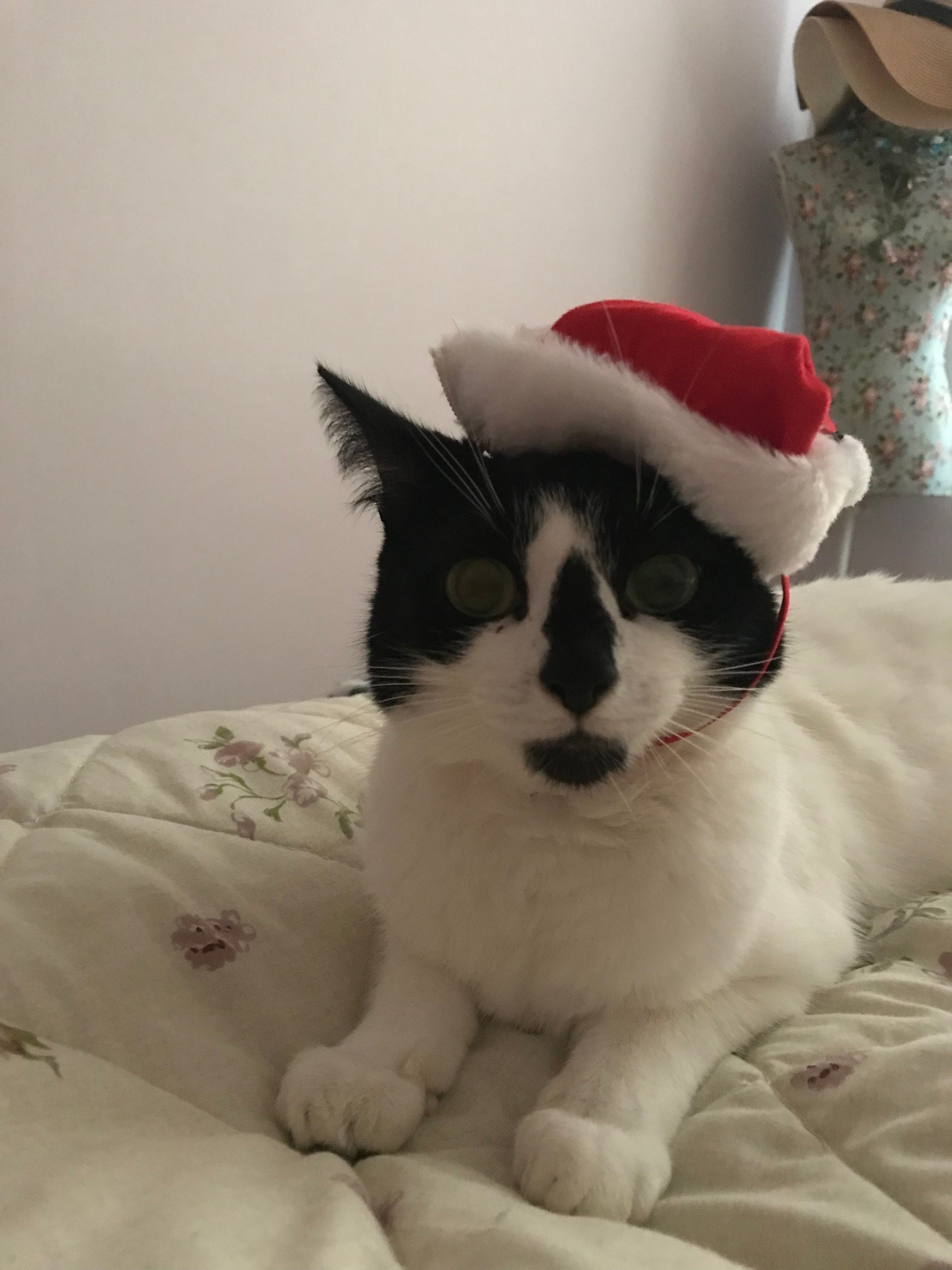 Bella - 28 Sandown Lees, Sandwich