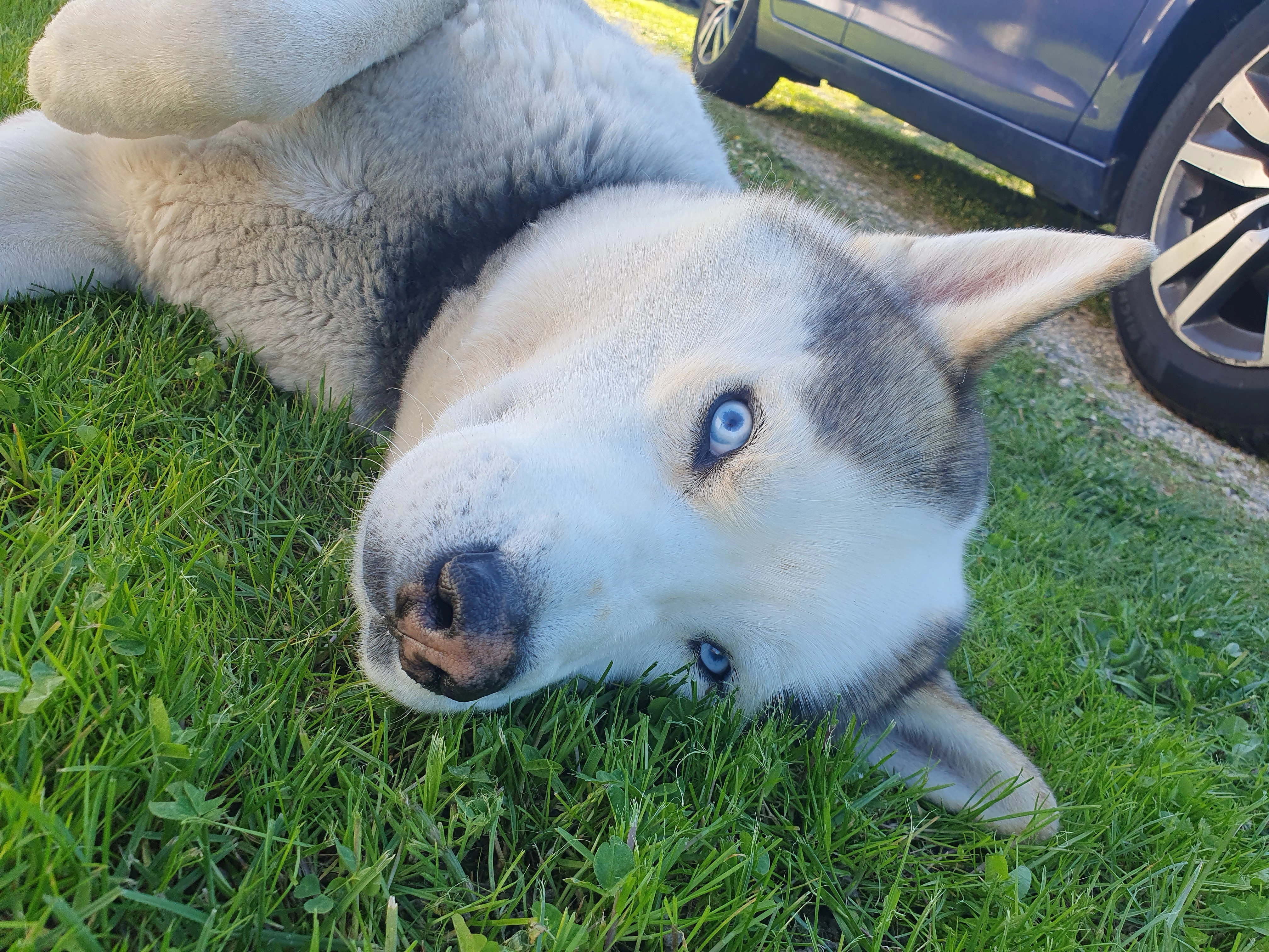 Wolf - 57 Faubourg de la Chipotte, Rambervillers