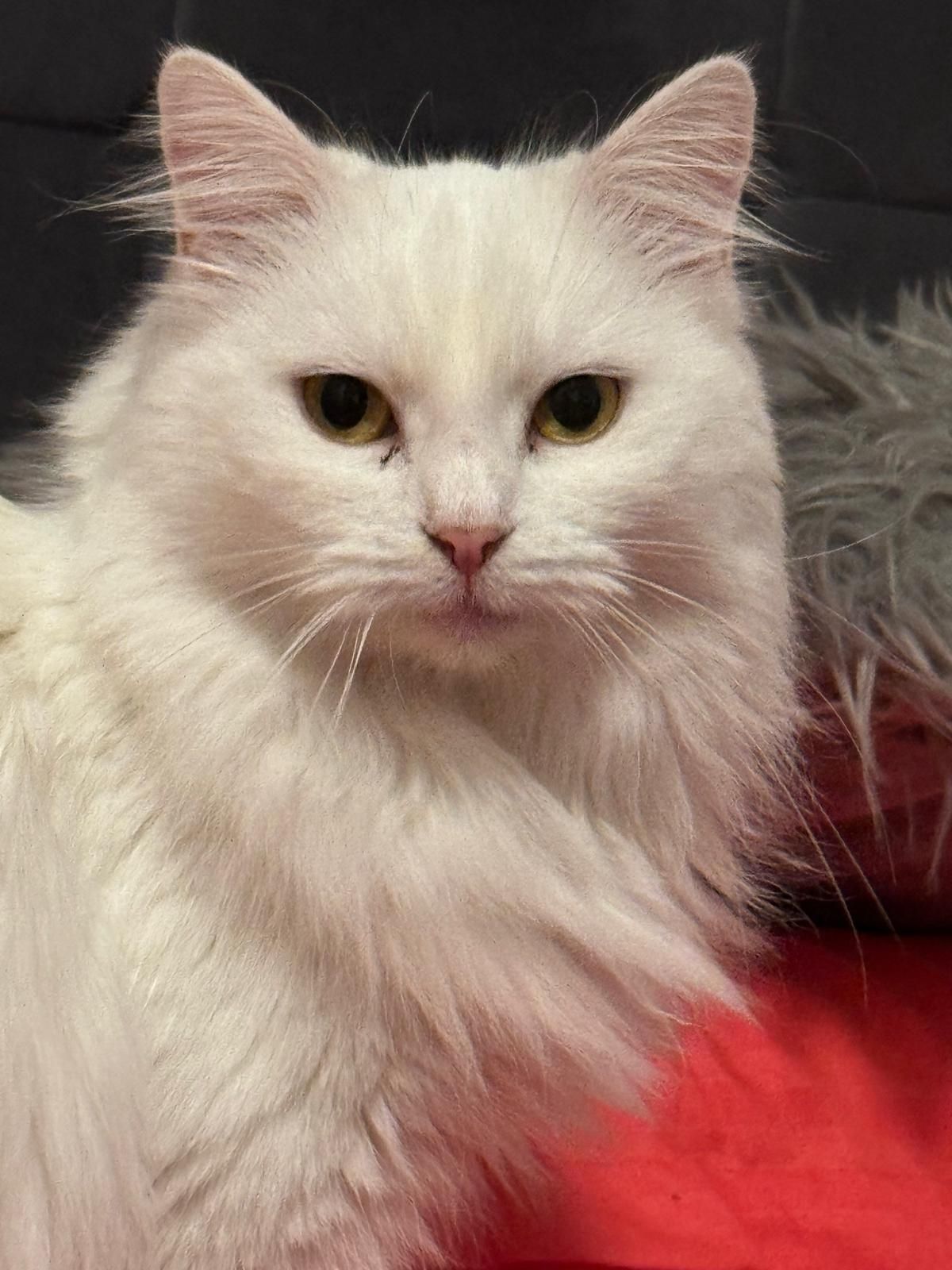 Angel - Strada Gheorghe Lazăr, Slobozia