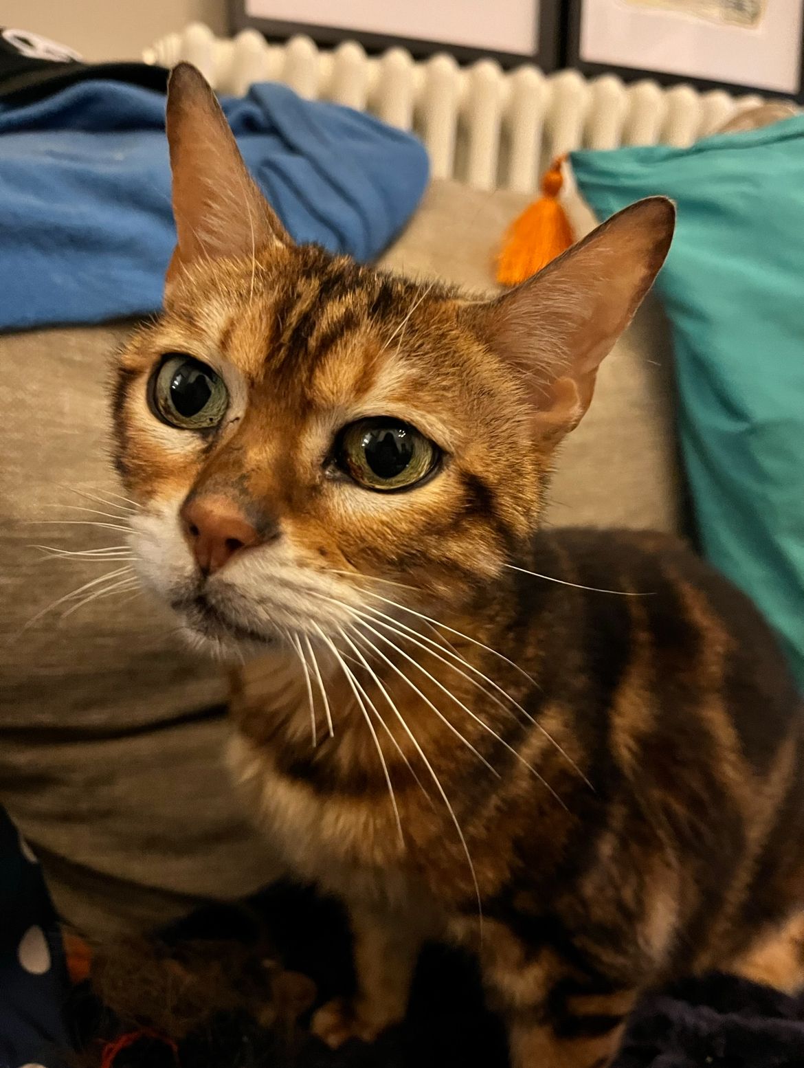 Tallulah  - Grimston Gardens, Folkestone