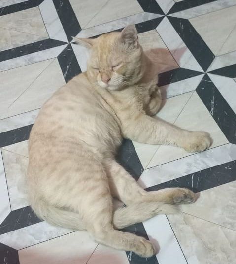 gogo - Turag Thana, Dhaka