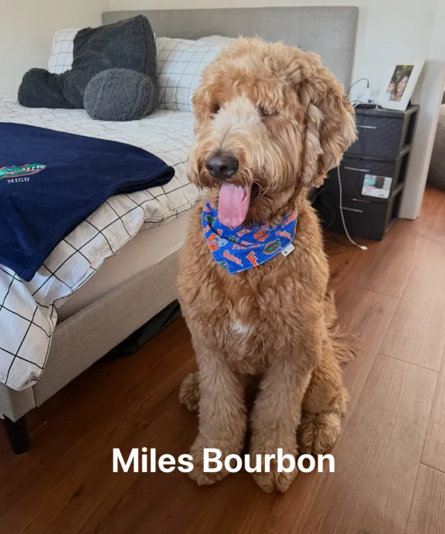 Miles Bourbon  - 1213 Ballard Green Pl, Brandon