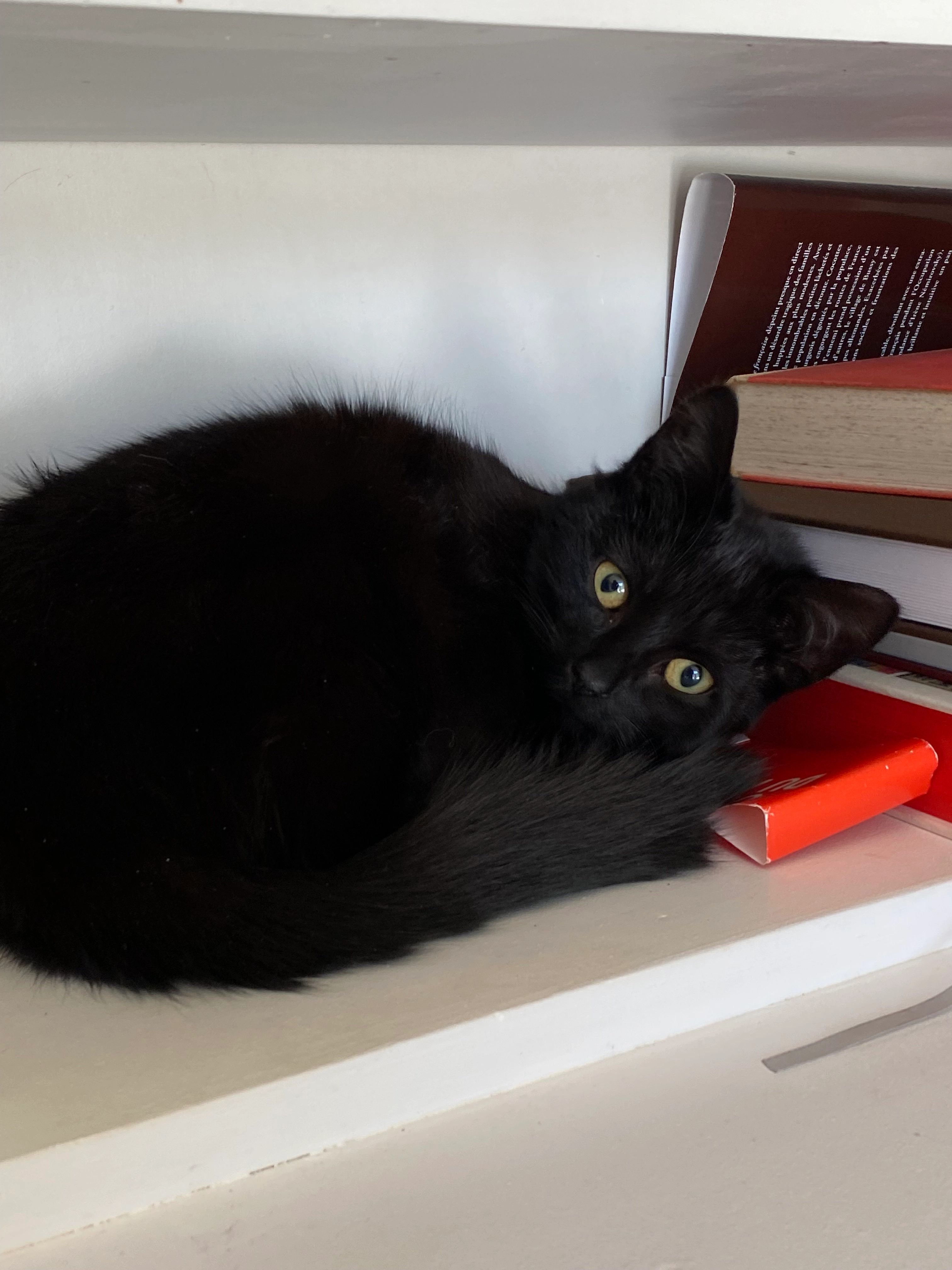 Petit chat - Route de Remouchamps 39, Theux