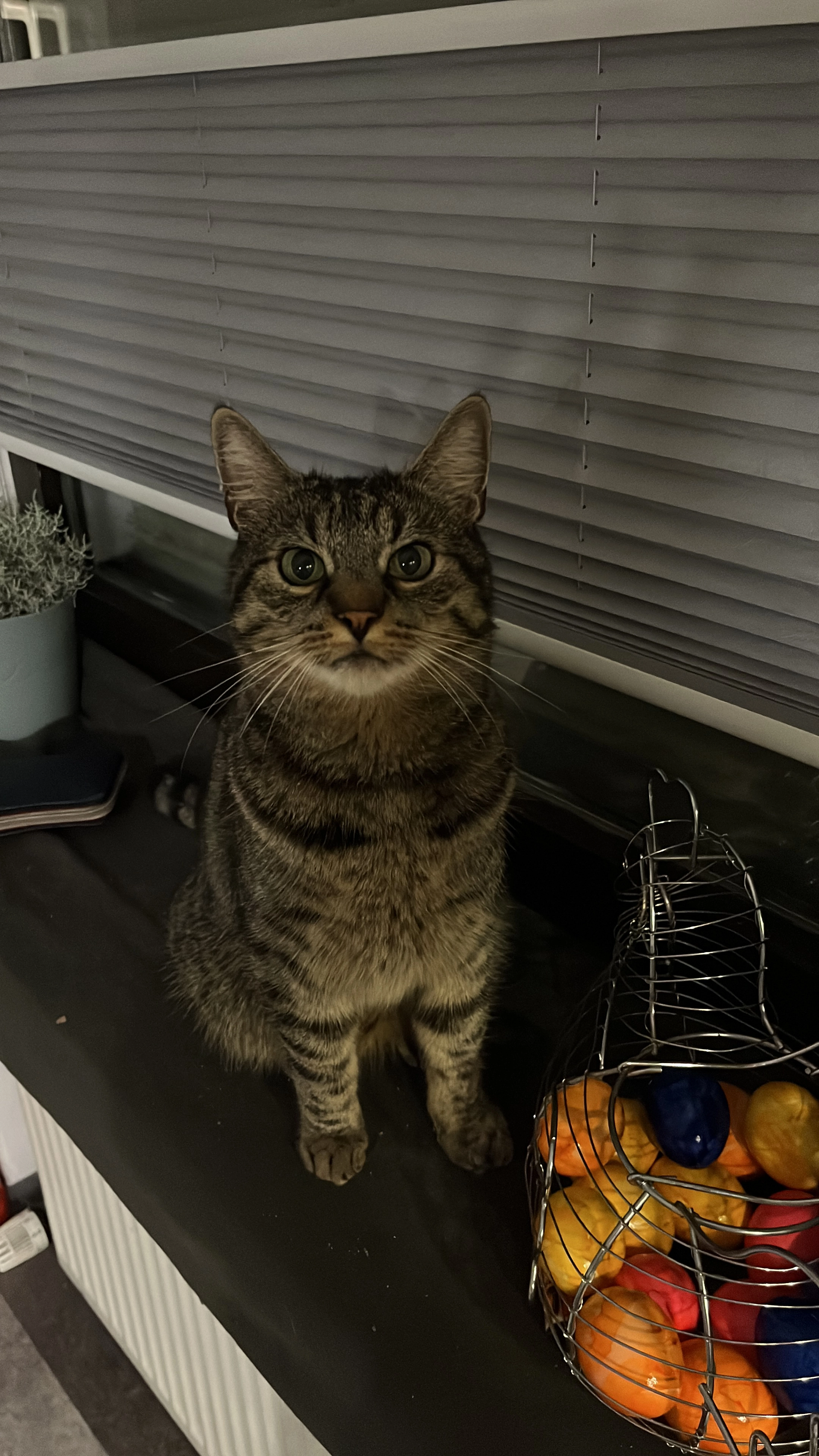 Balu - Im Vogelsang, Asbach