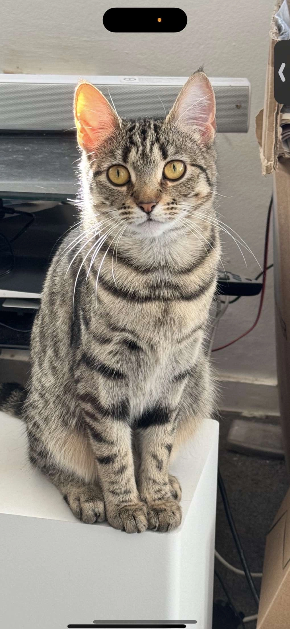 Mitzi - BN43 6, Shoreham-by-Sea