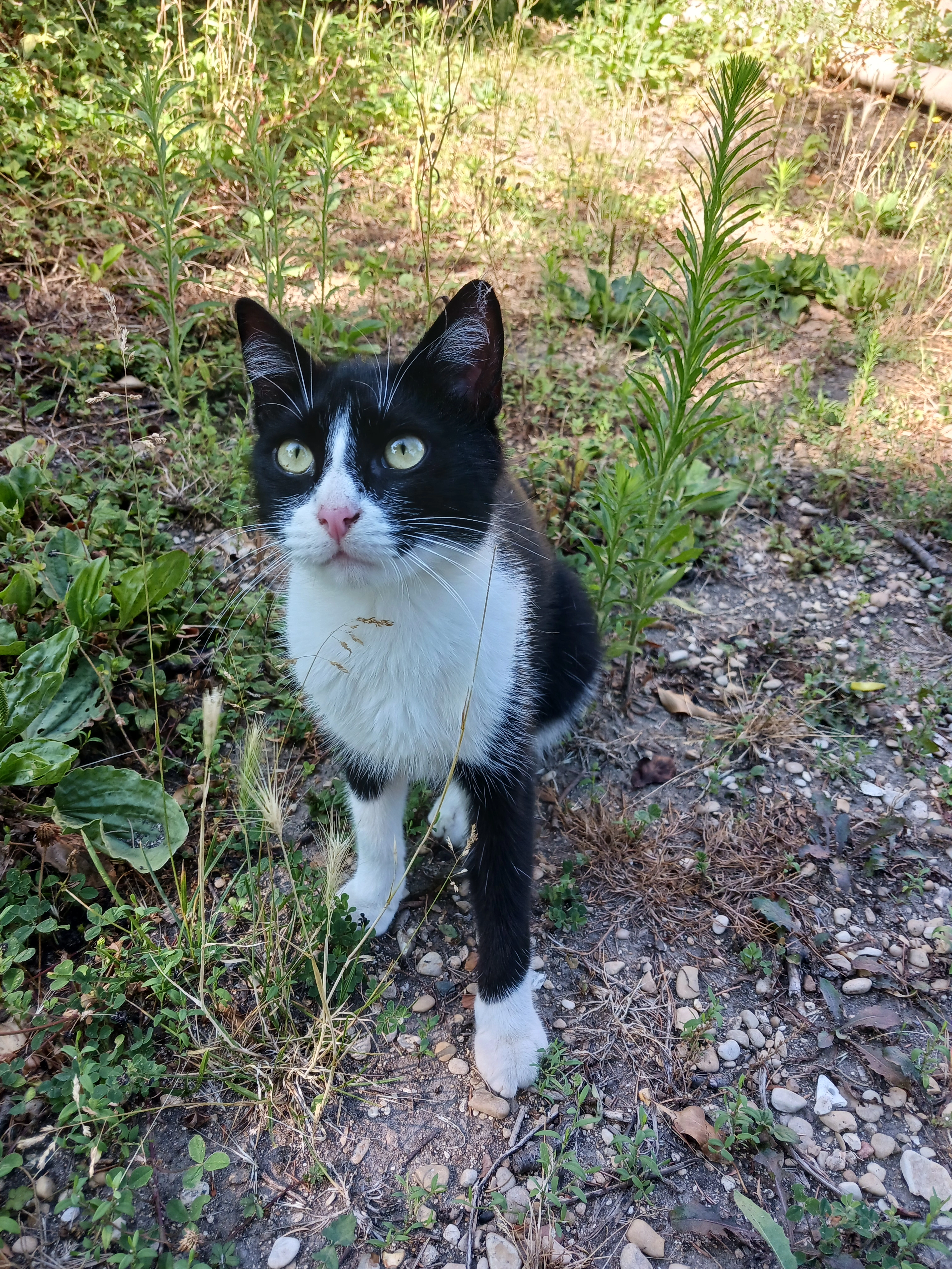 Mister Jacques  - 3 Rue de Montmachoux, Esmans