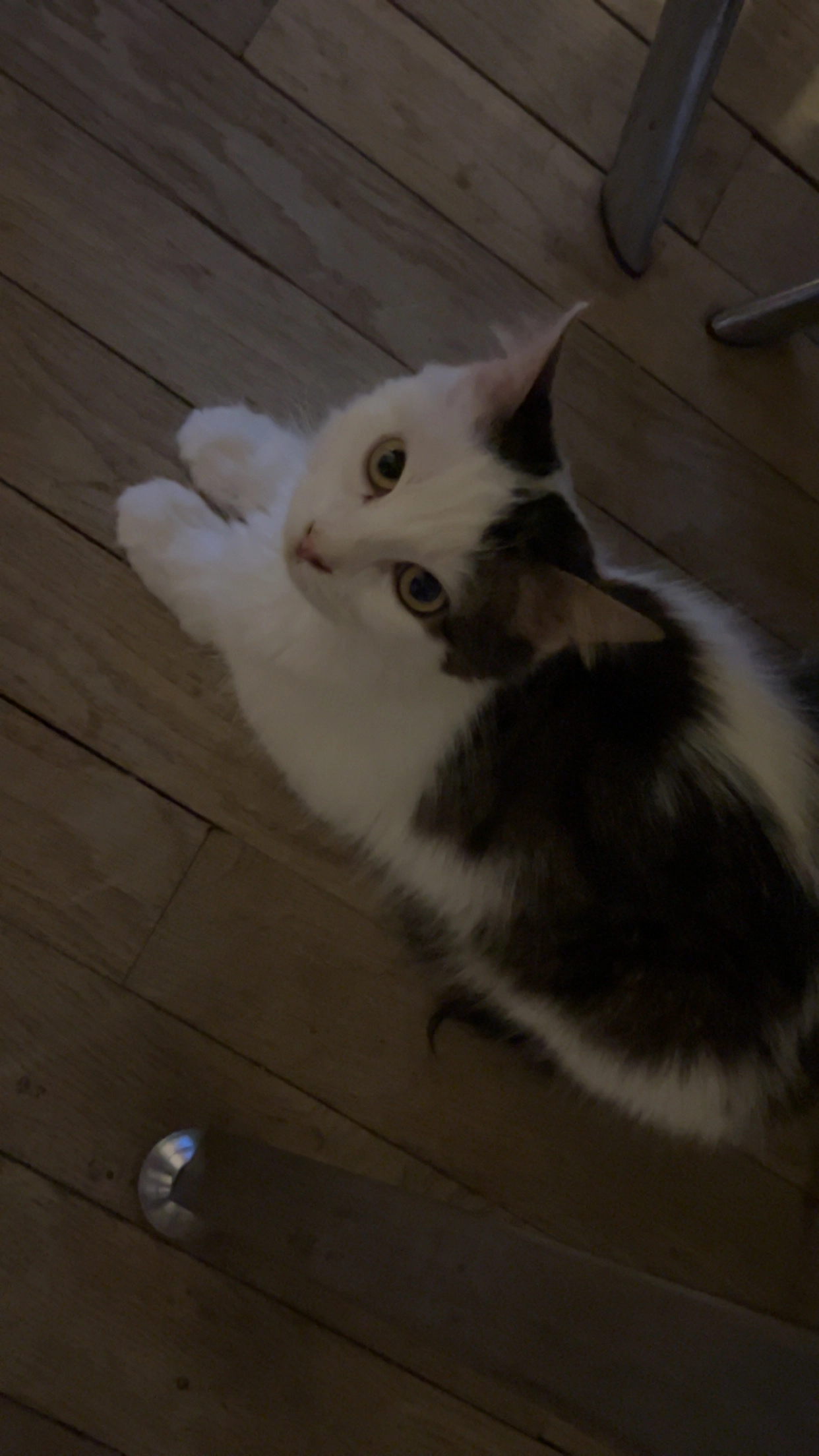 Winnie  - 8 Lotissement Saint-Michel, Salernes