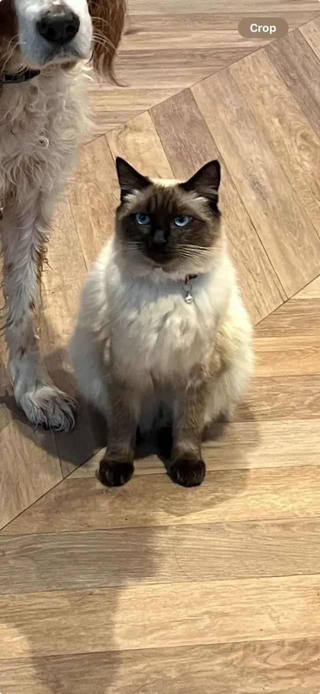 Milo - Rennie Crescent, Melksham