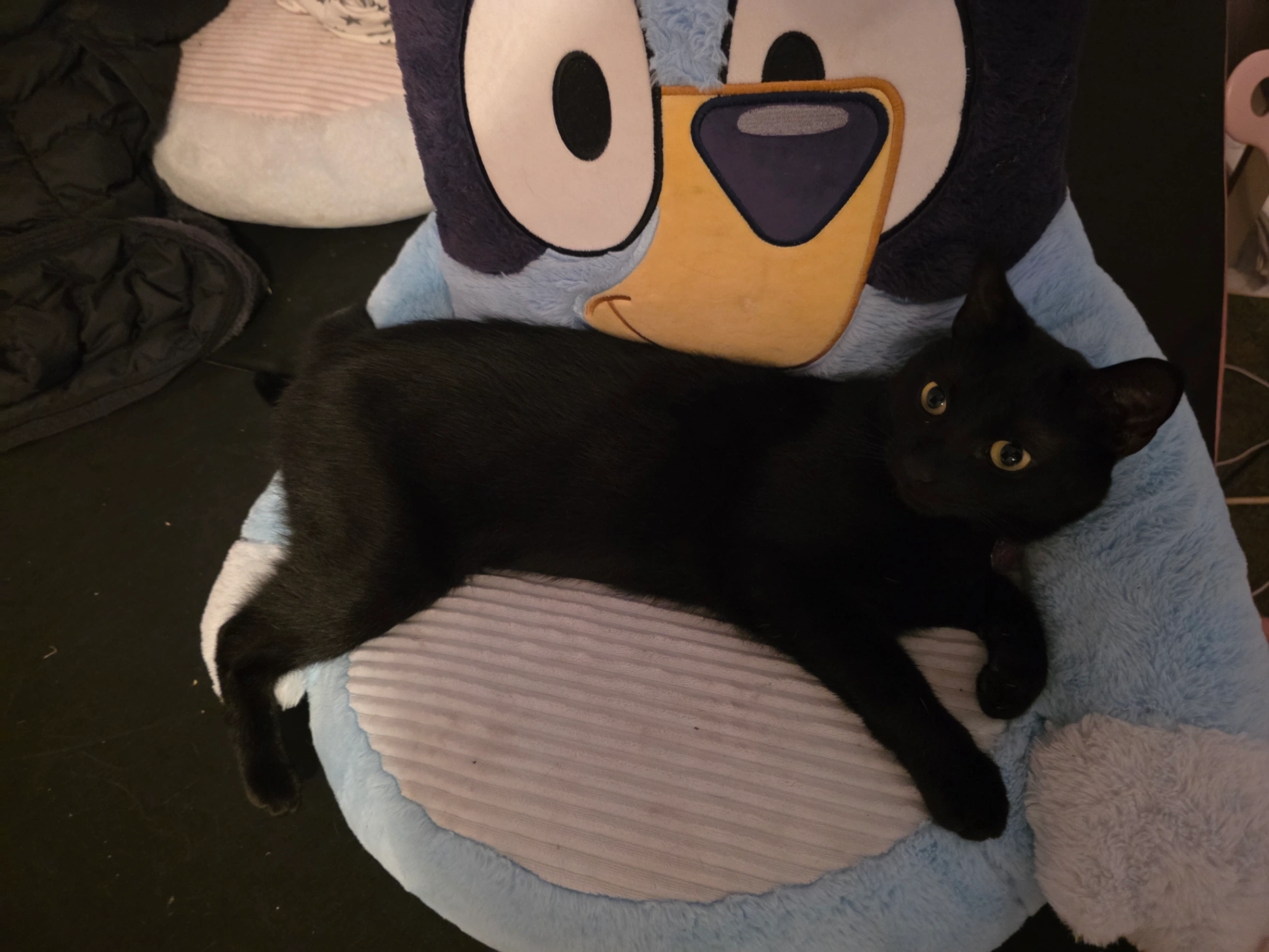 Simba - HP7 9, Amersham