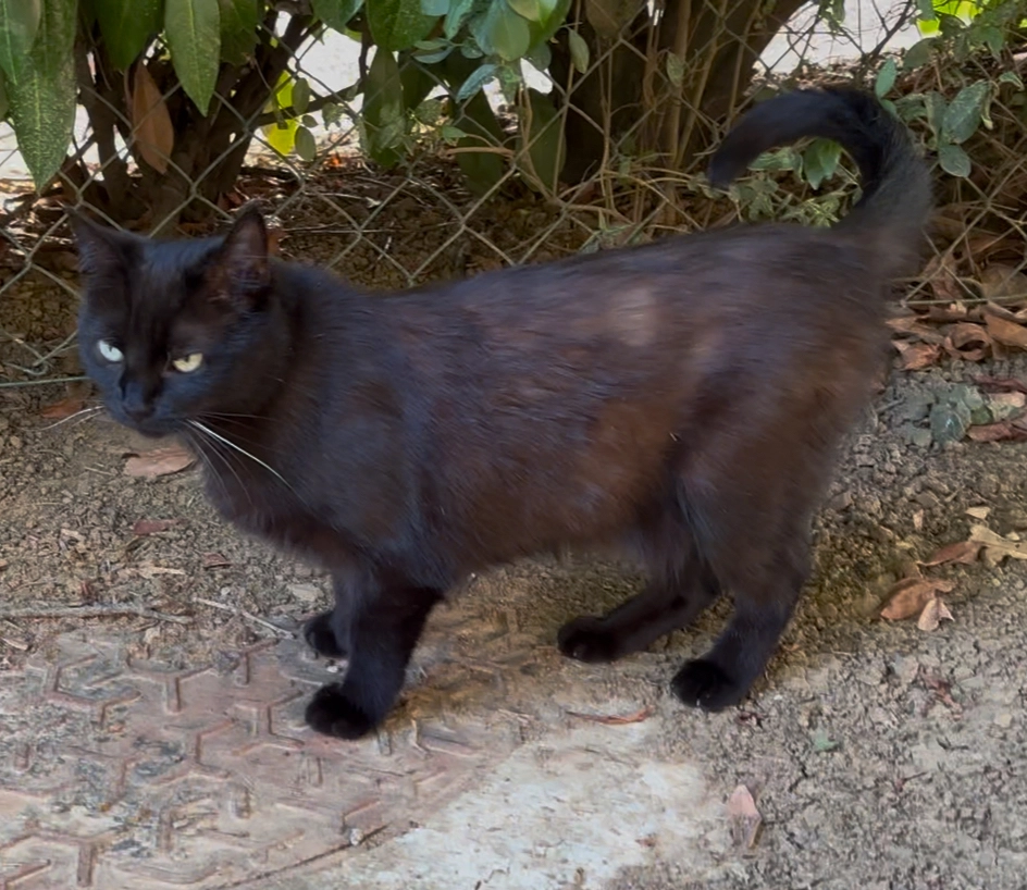 Spooky - 11 Rue en Buttel, Essey-lès-Nancy