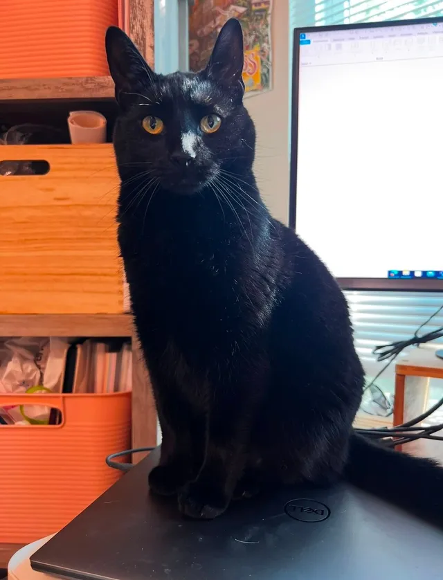 Binx - Lamboll St, Fishers