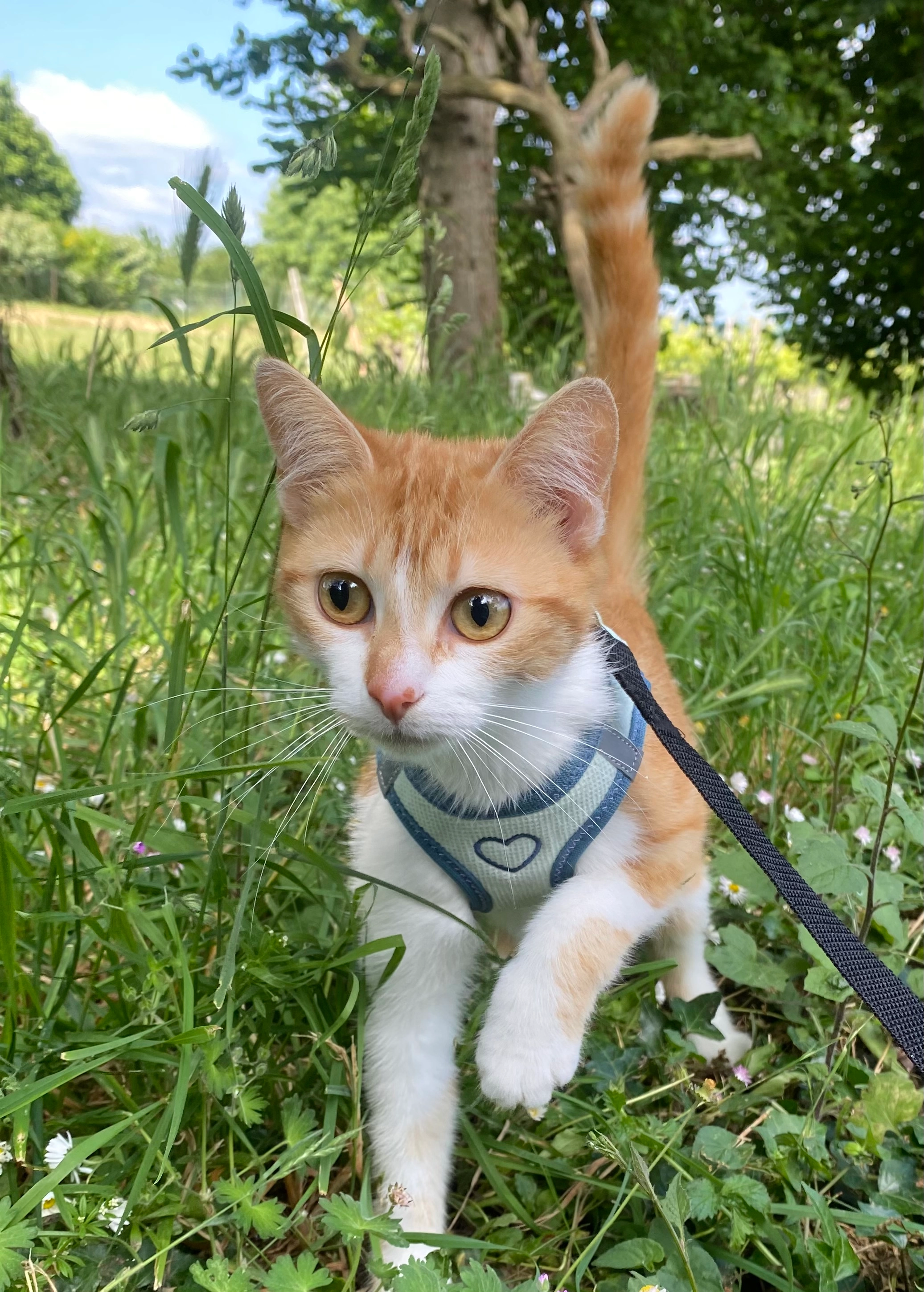 Dougie - Chemin Des Près, Chinon